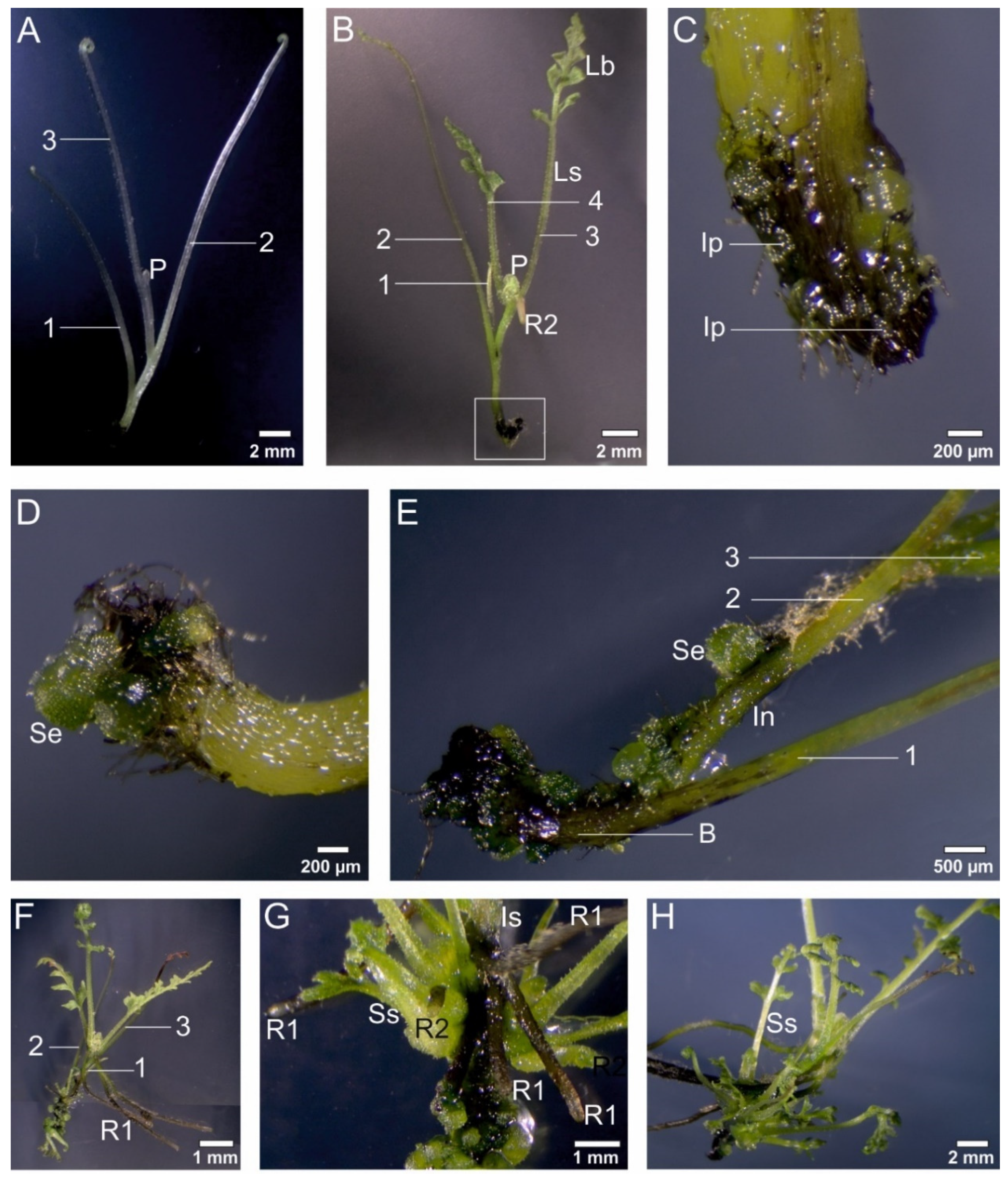 Cells 11 00486 g003 Cells 11 00486 g003