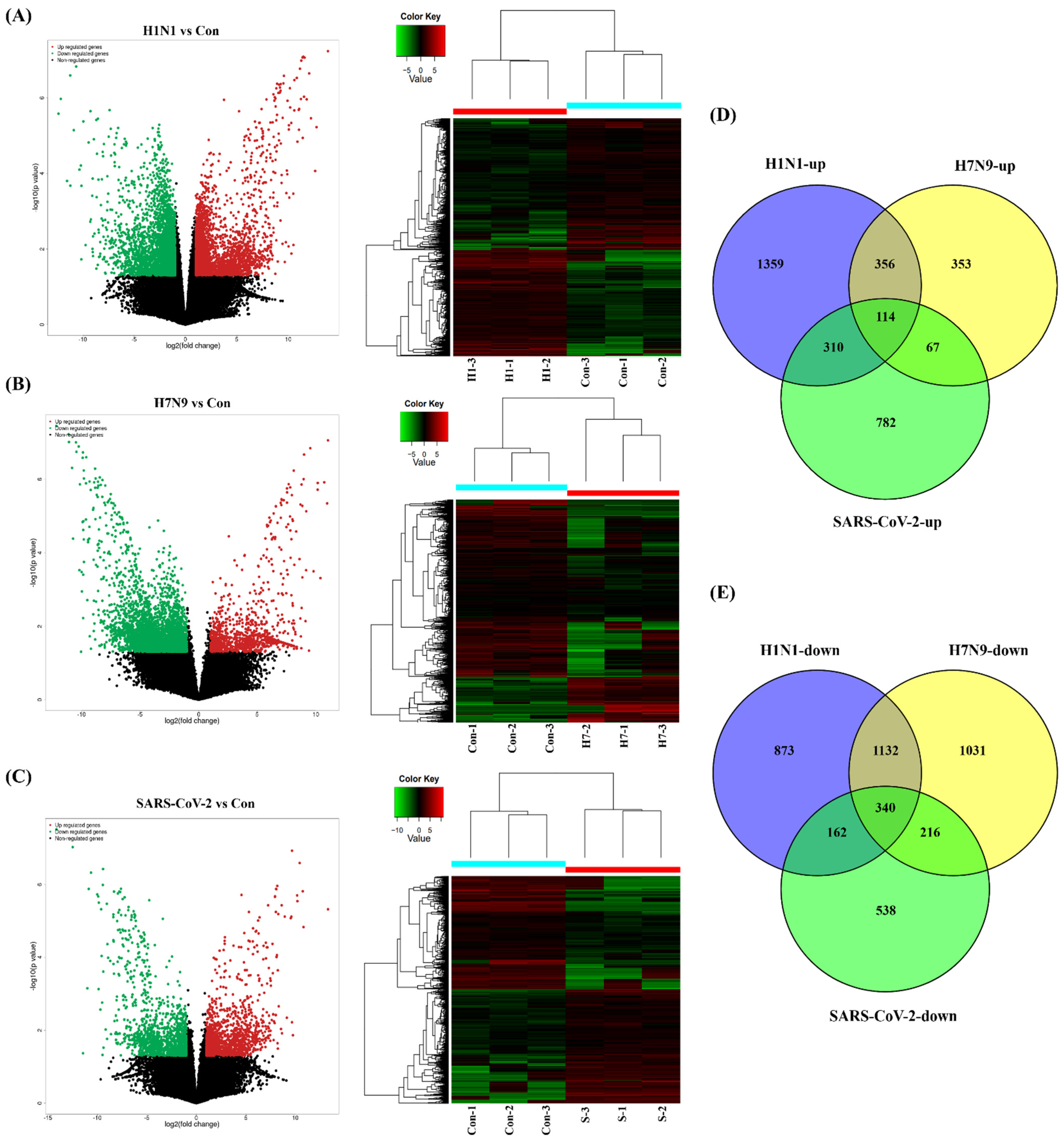 Cells | Free Full-Text | Competitive Endogenous RNA Network 