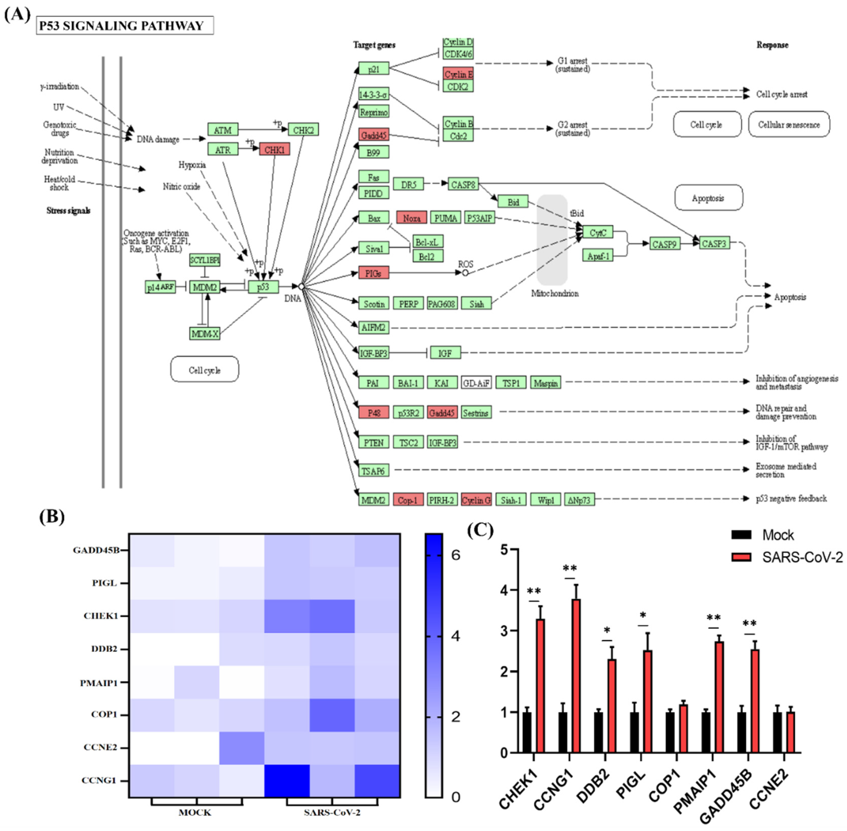 Cells 11 00487 g005 Cells 11 00487 g005