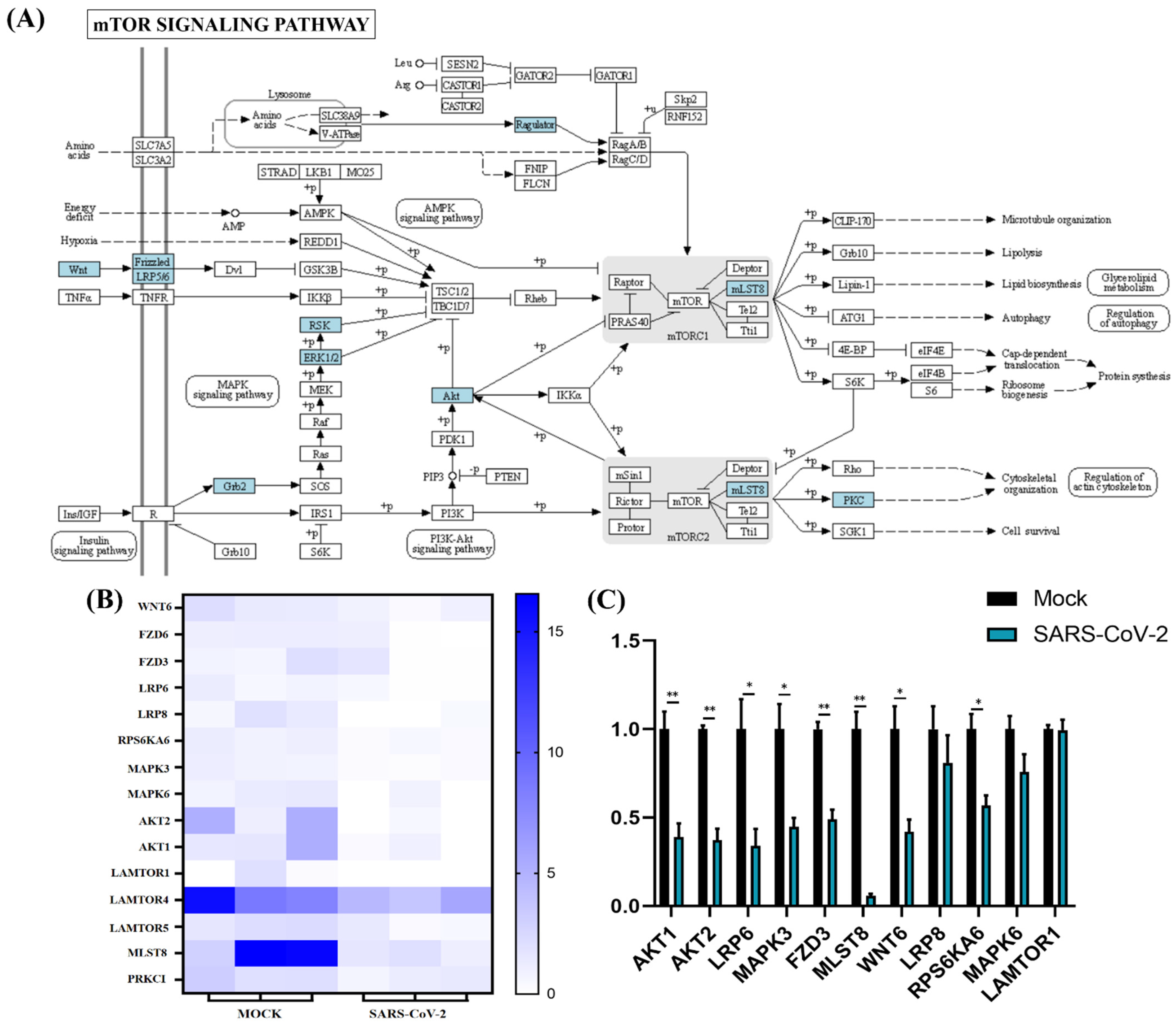 Cells 11 00487 g007 Cells 11 00487 g007