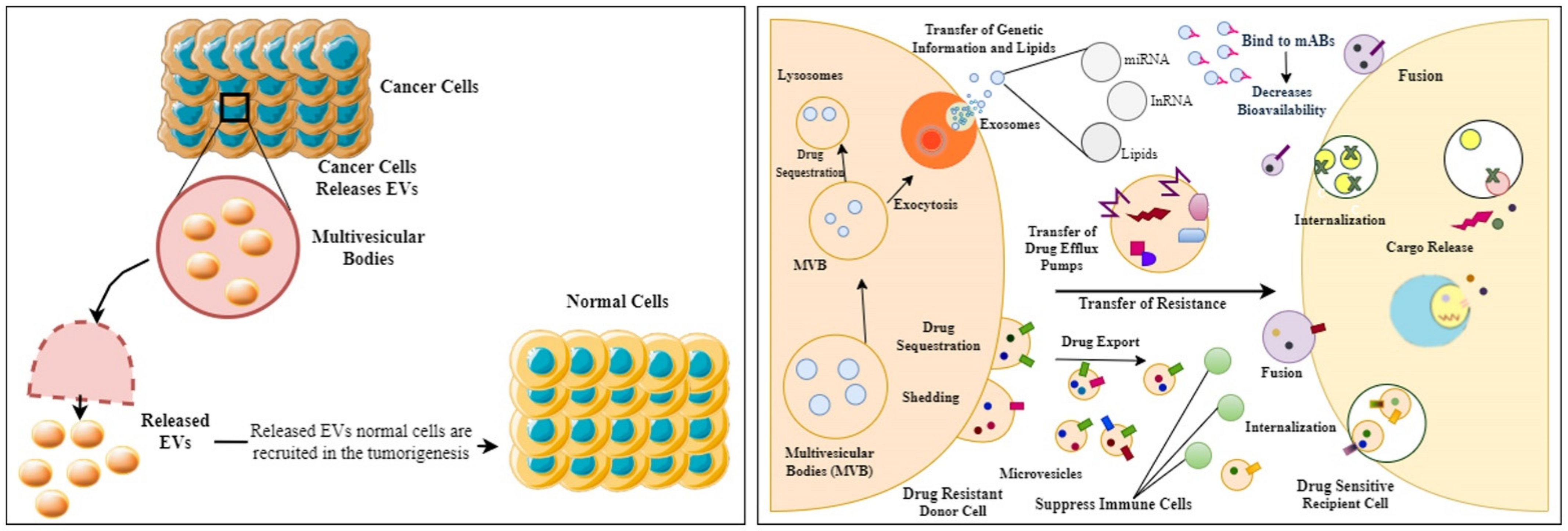 hpv és tumorév