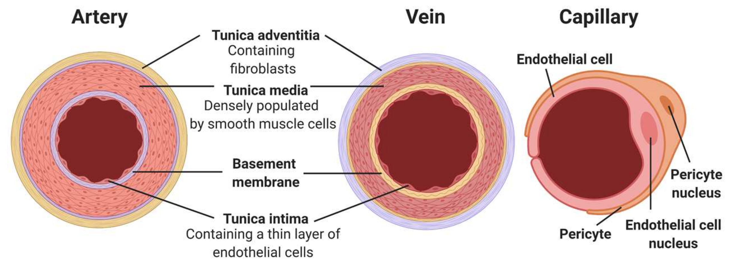 School arteries and veins diagram