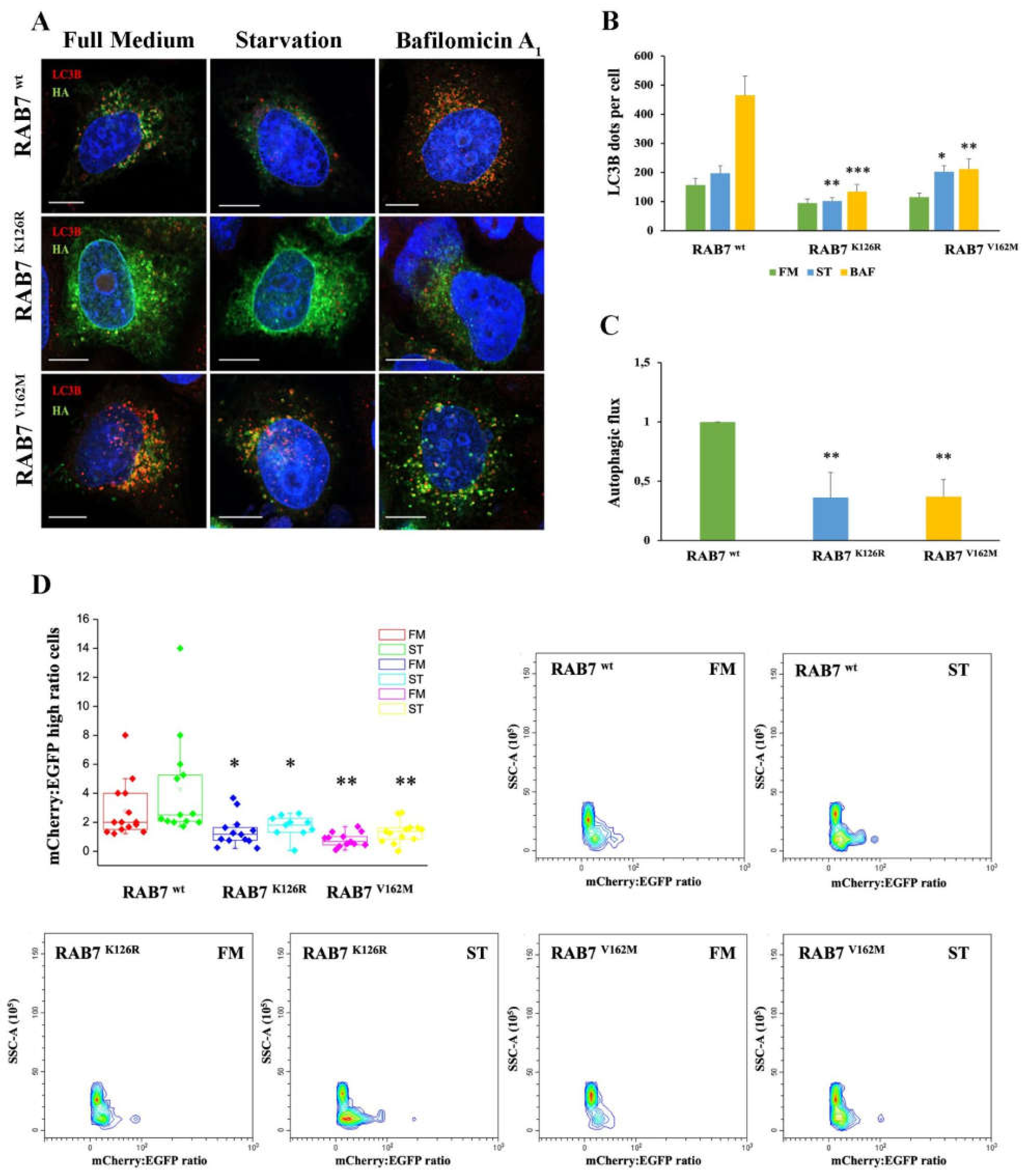 Cells 11 00496 g003