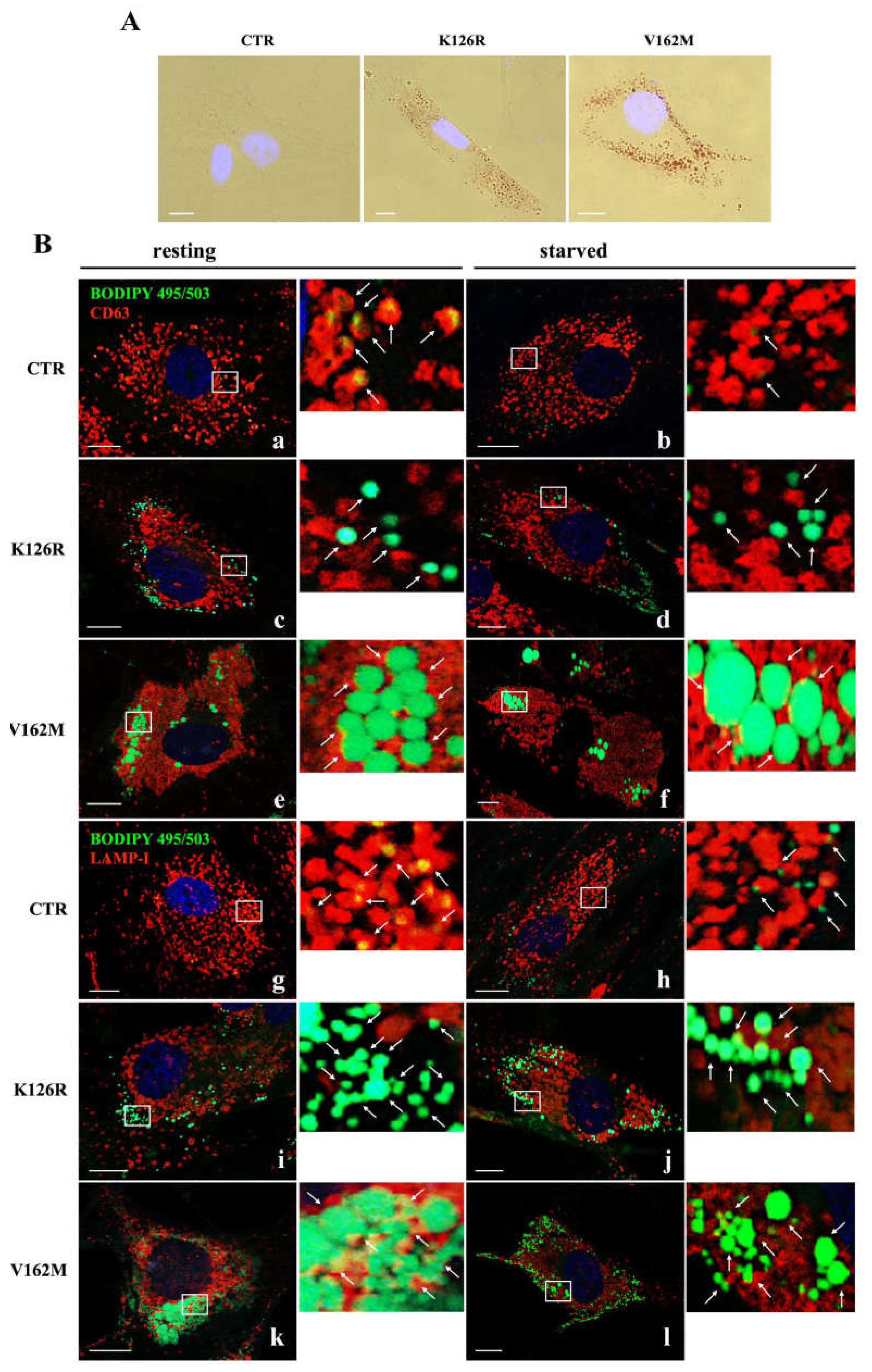 Cells 11 00496 g004