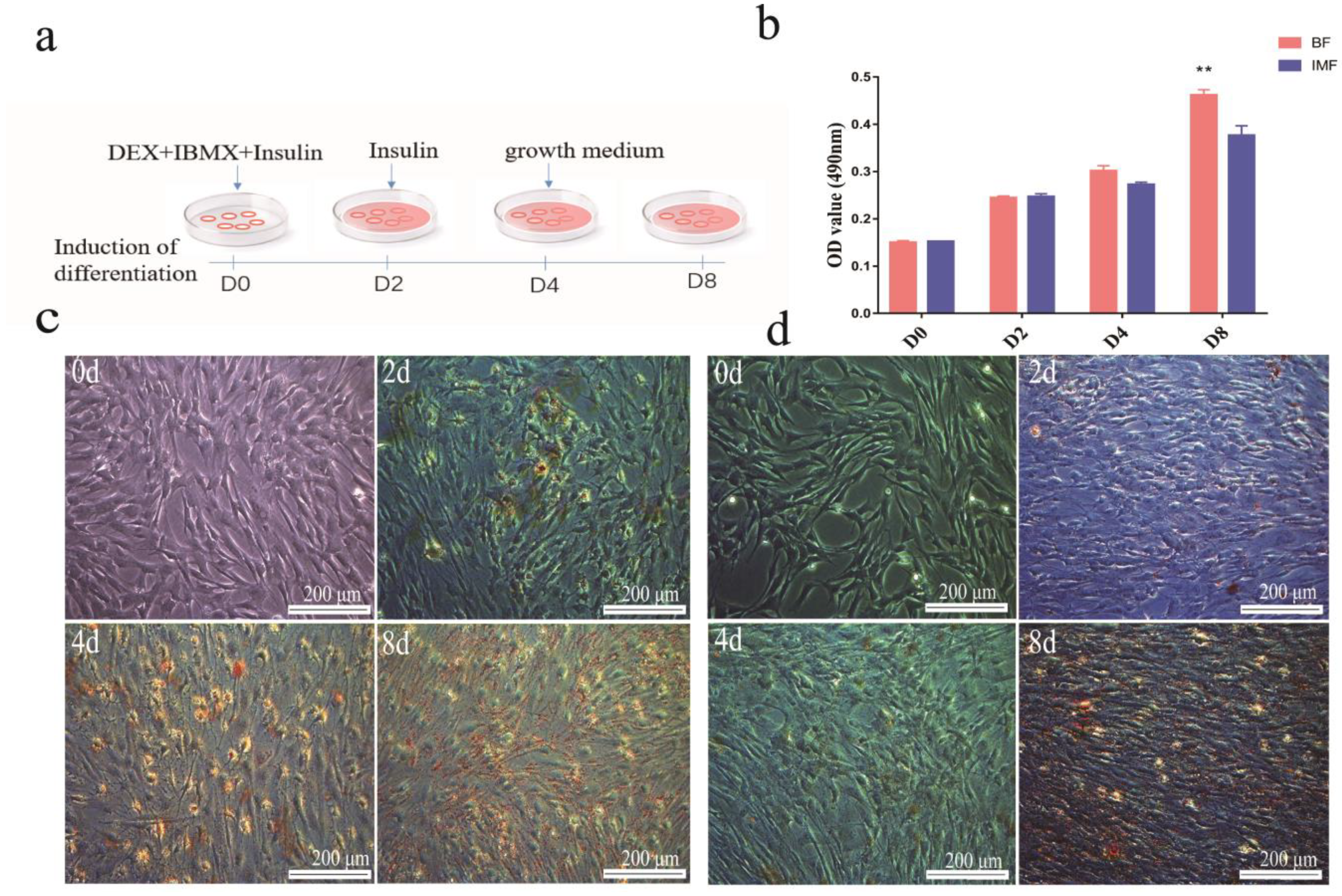 Cells Free Full-Text Comparative Transcriptomic Profiles of Differentiated Adipocytes Provide Insights into Adipogenesis Mechanisms of Subcutaneous and Intramuscular Fat Tissues in Pigs Cells Free Full-Text Comparative Transcriptomic Profiles of Differentiated Adipocytes Provide Insights into Adipogenesis Mechanisms of Subcutaneous and Intramuscular Fat Tissues in Pigs