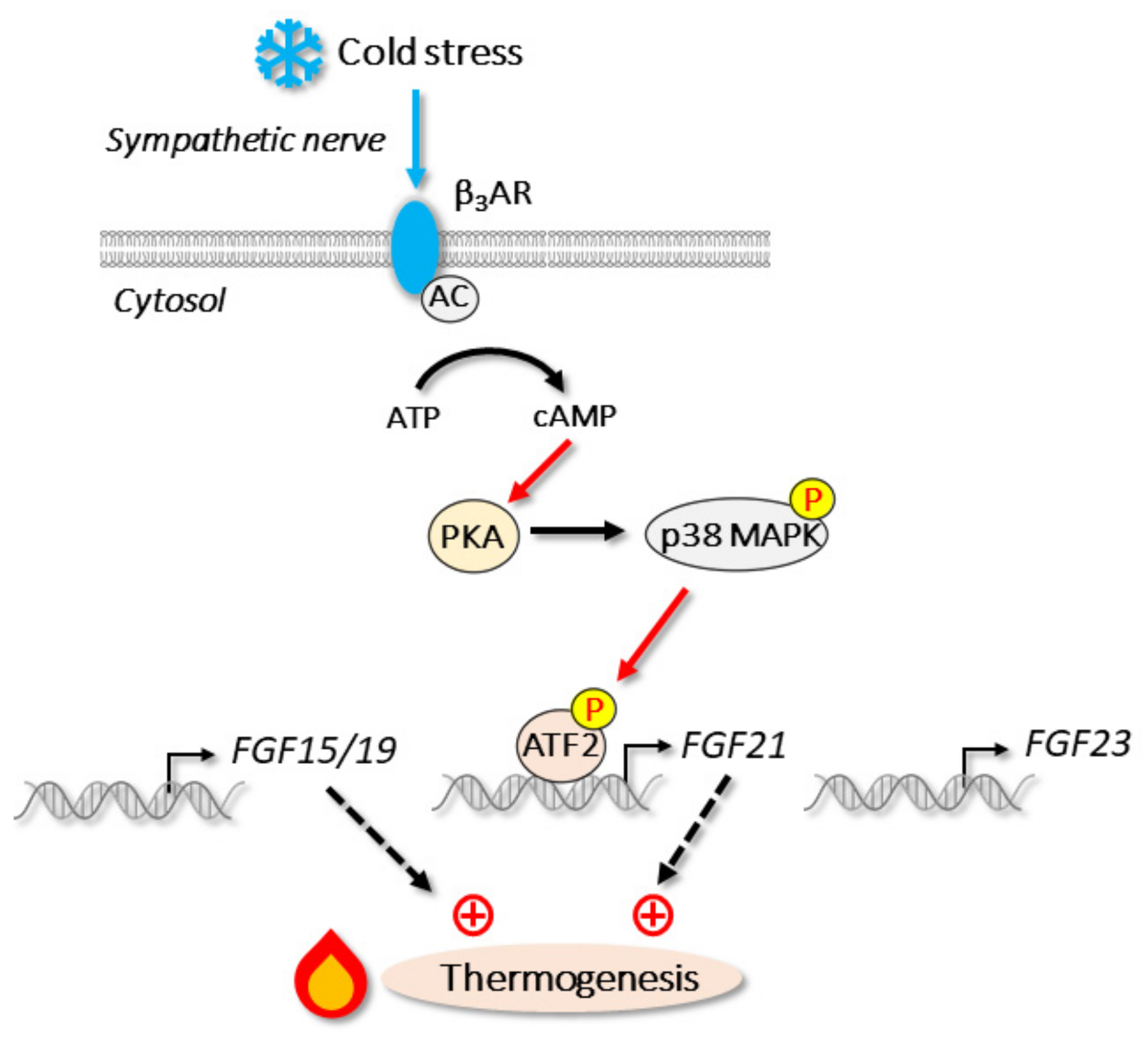 Cells 11 00505 g005 Cells 11 00505 g005
