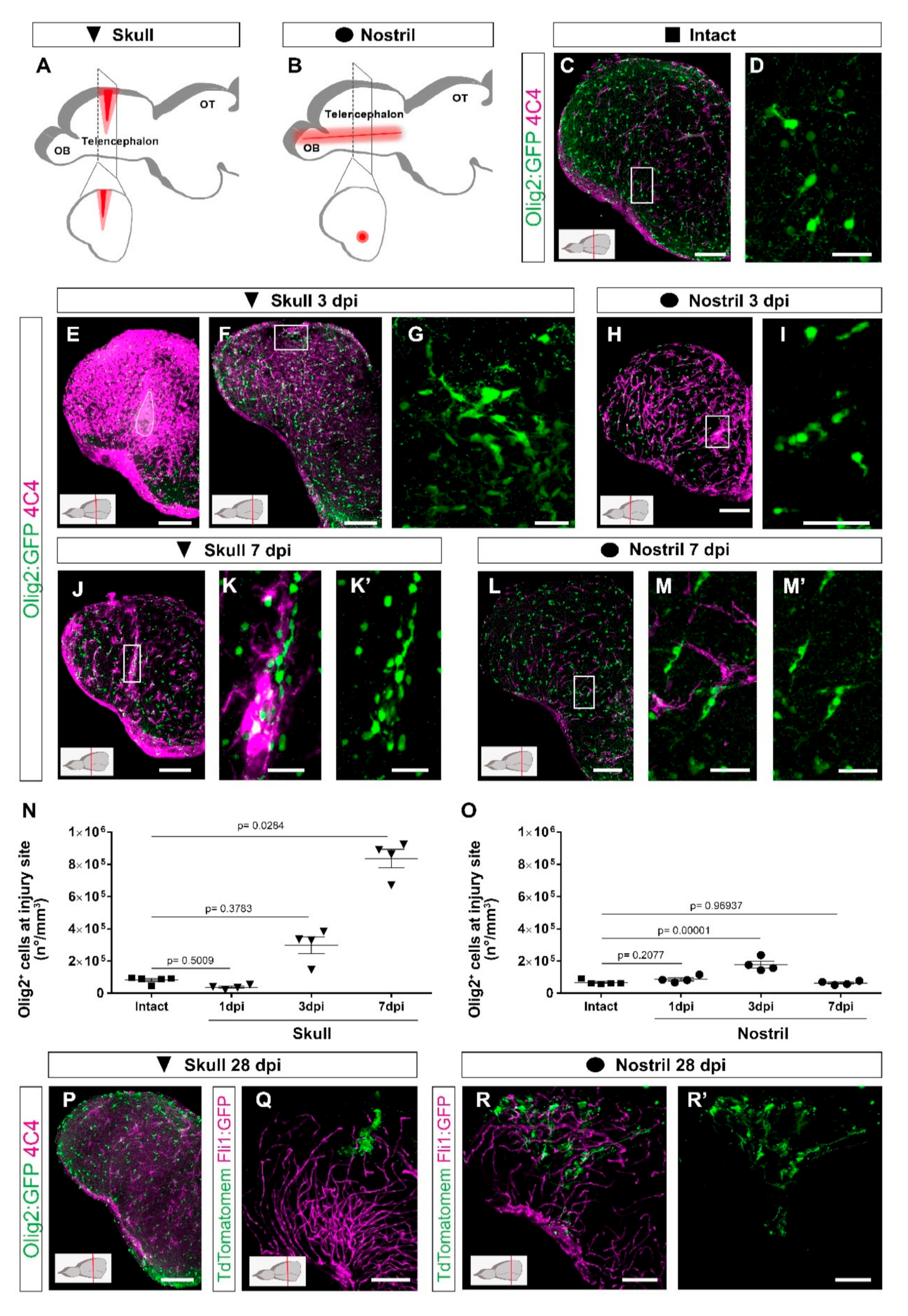 Cells 11 00520 g001 Cells 11 00520 g001