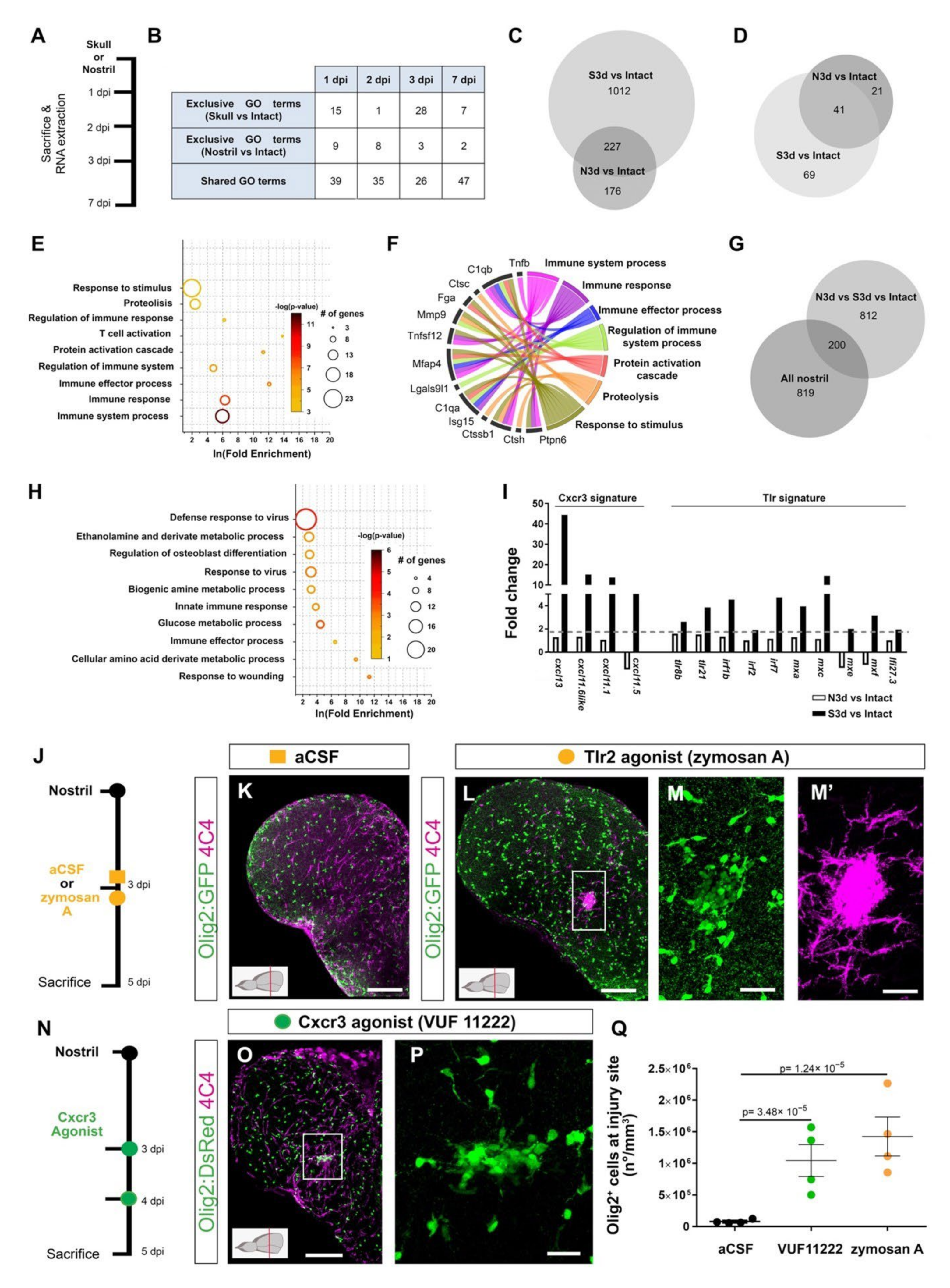 Cells 11 00520 g002 Cells 11 00520 g002