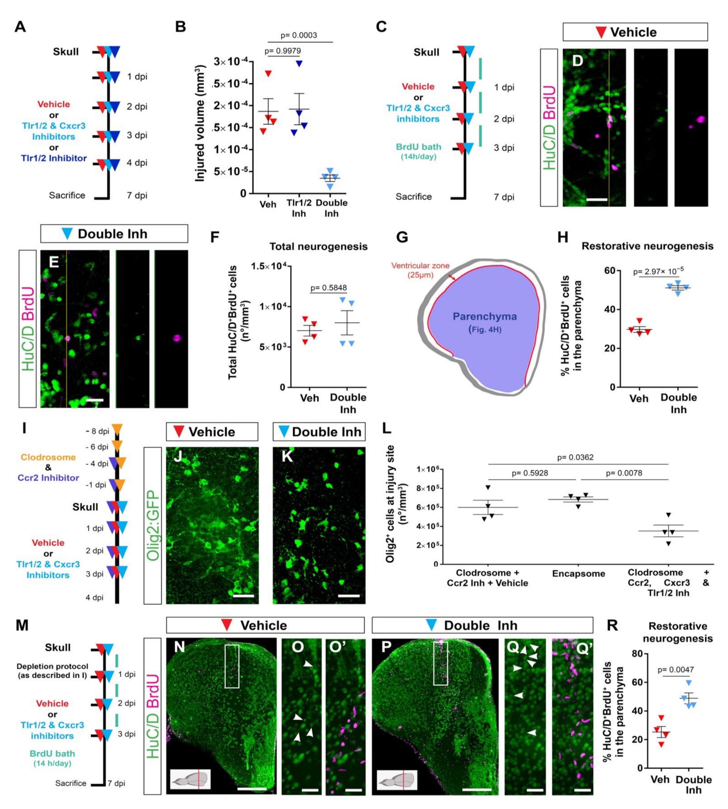 Cells 11 00520 g004 Cells 11 00520 g004