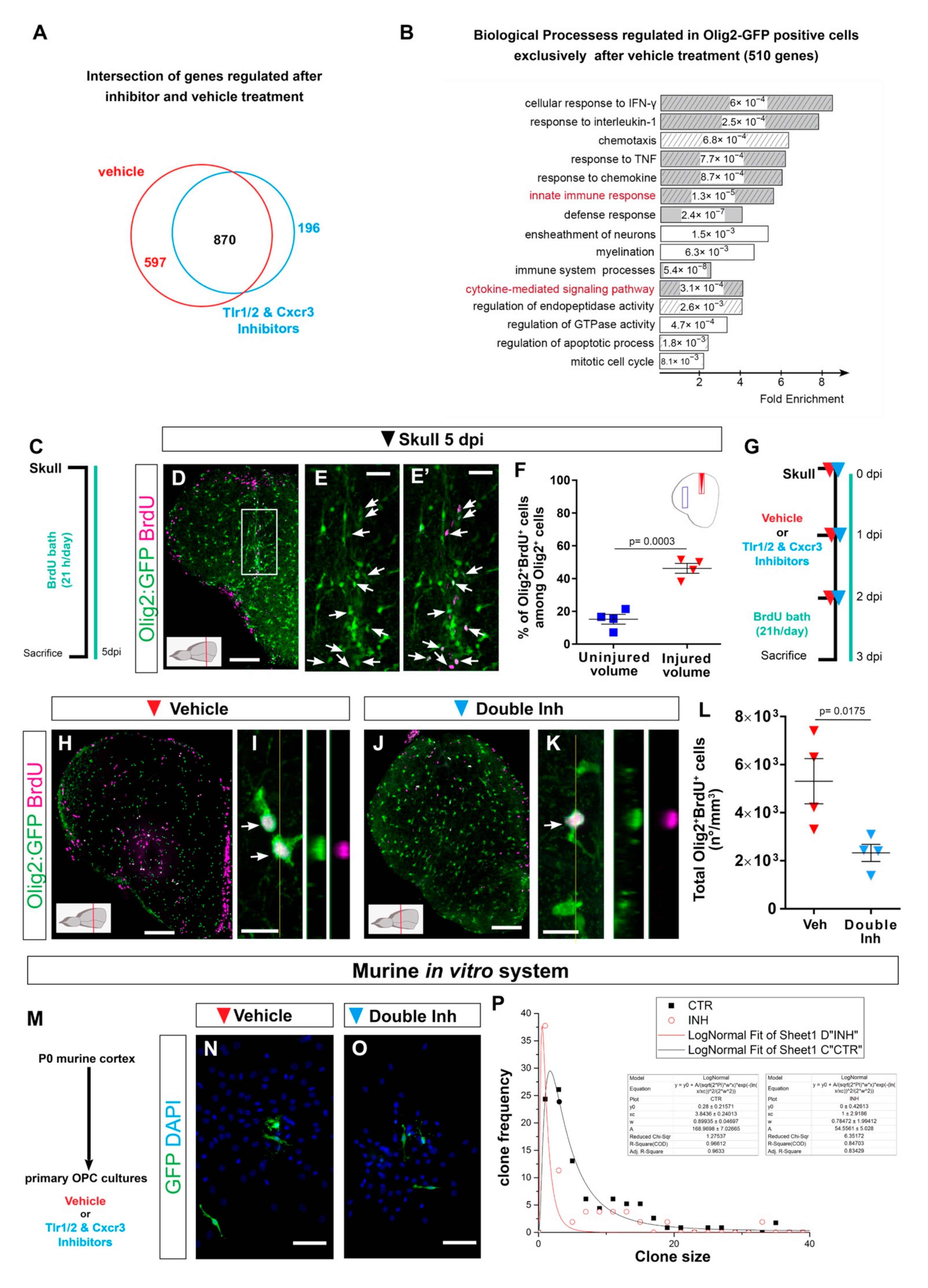 Cells 11 00520 g005 Cells 11 00520 g005