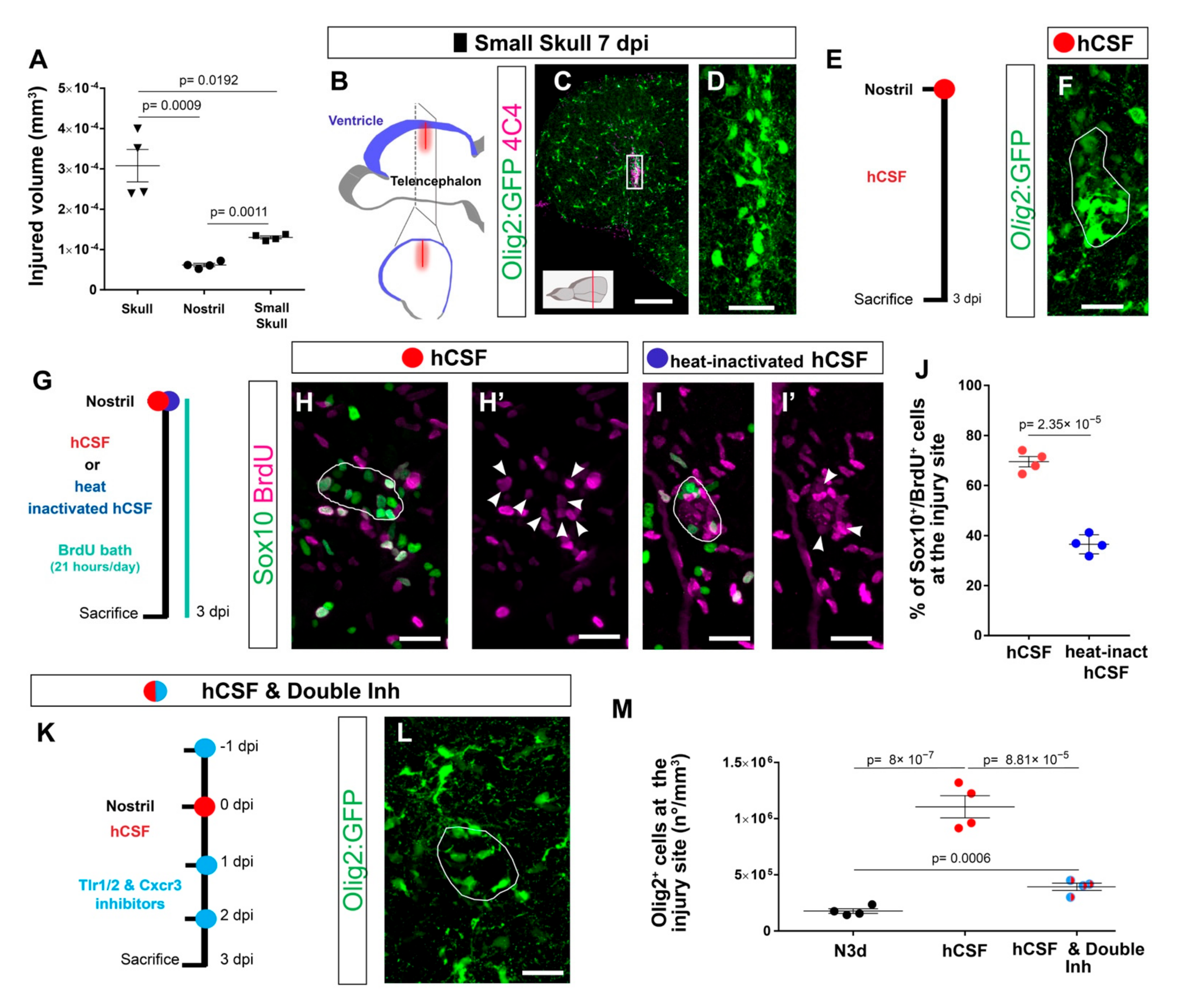 Cells 11 00520 g006 Cells 11 00520 g006