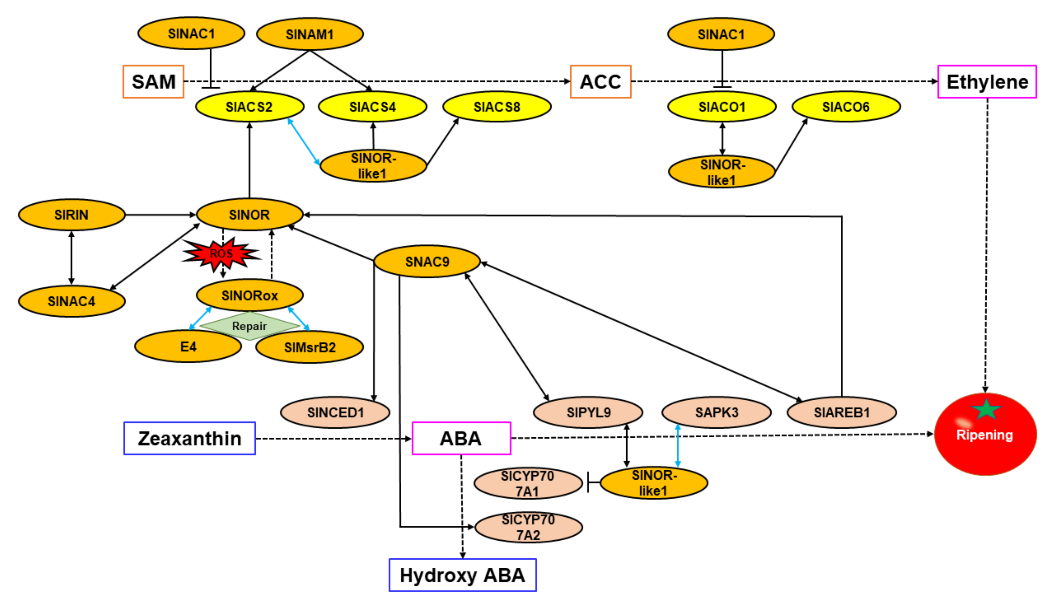 Cells 11 00525 g003 550