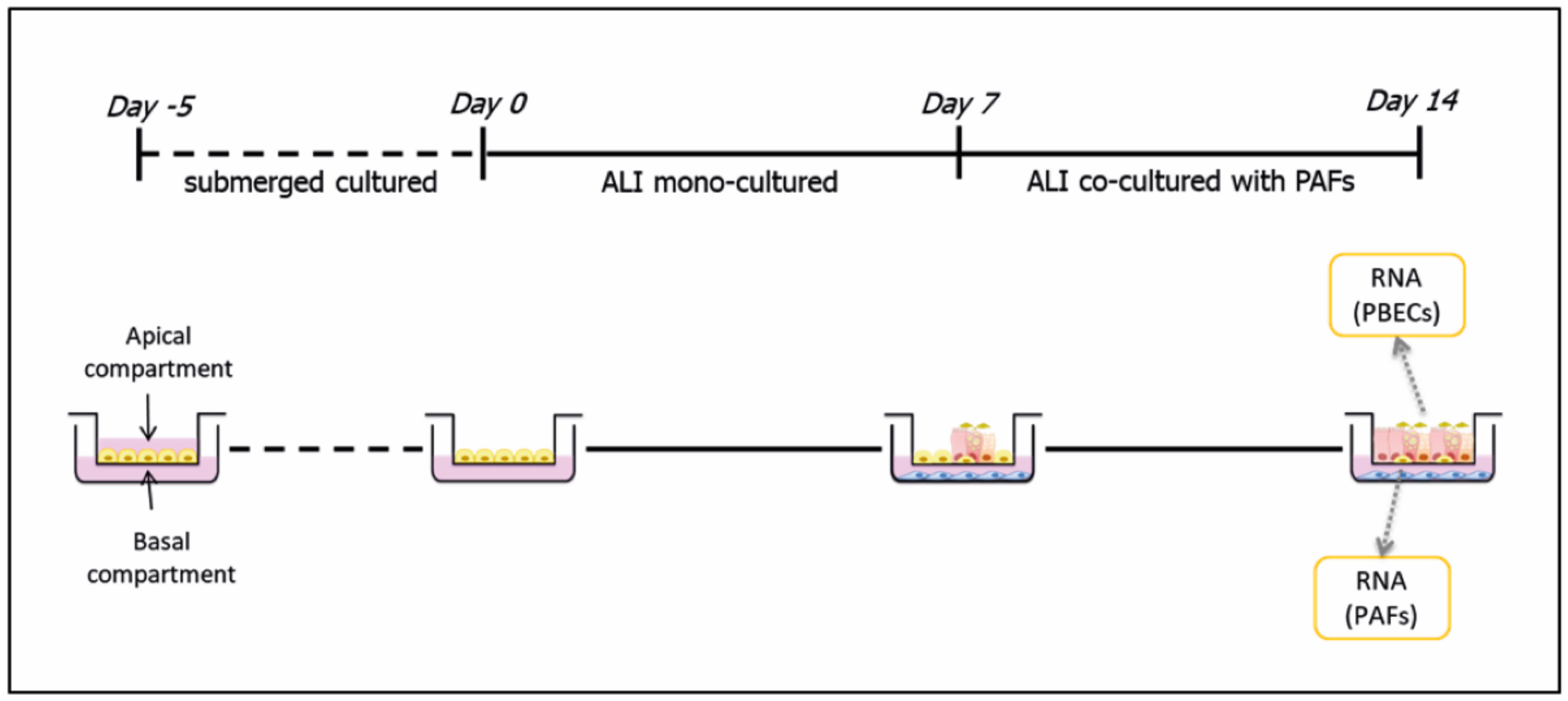 Cells 11 00526 g001 550
