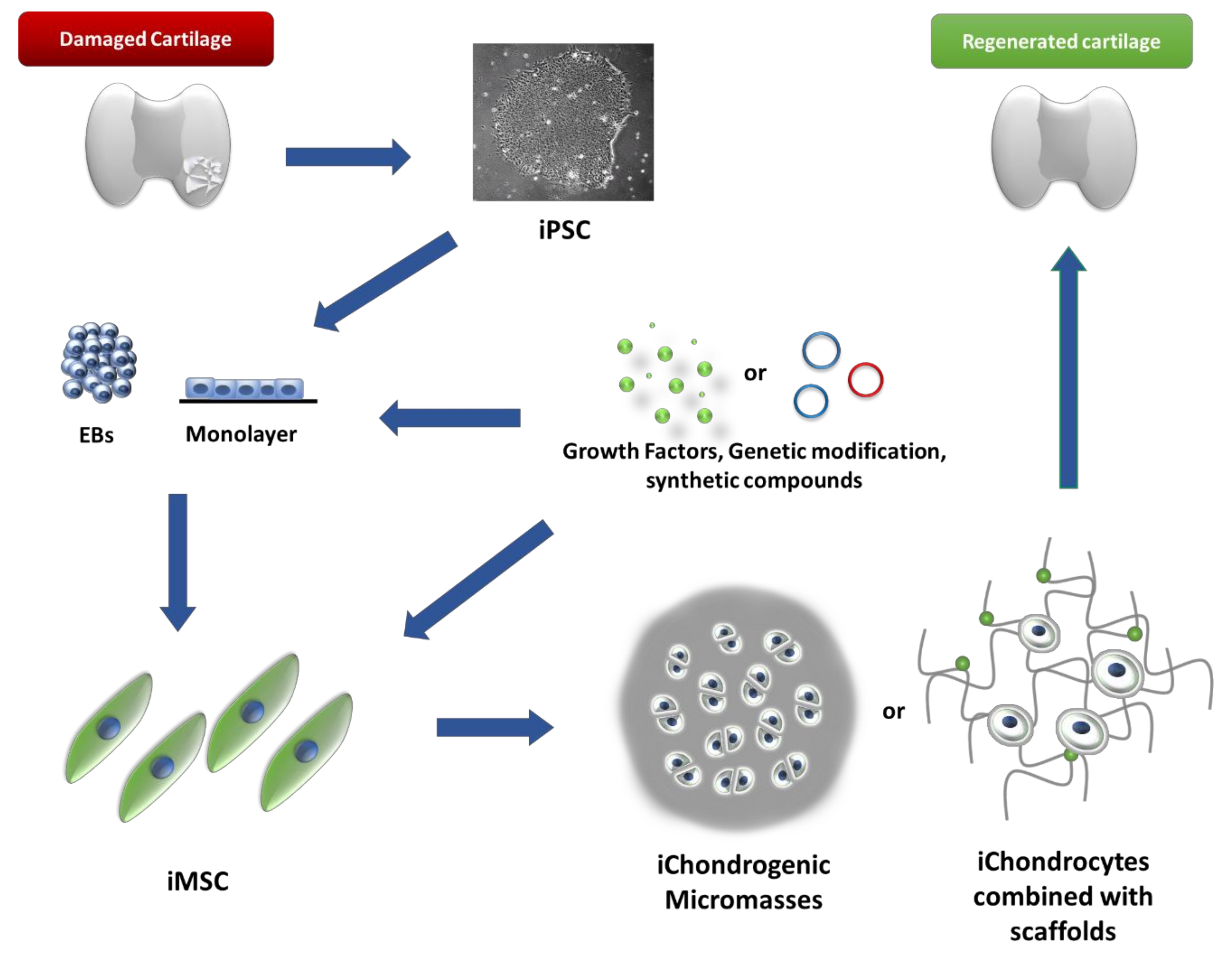 Cells Free Full-Text The Induced Pluripotent Stem Cells in Articular Cartilage Regeneration and Disease Modelling Are We Ready for Their Clinical Use? picture pic