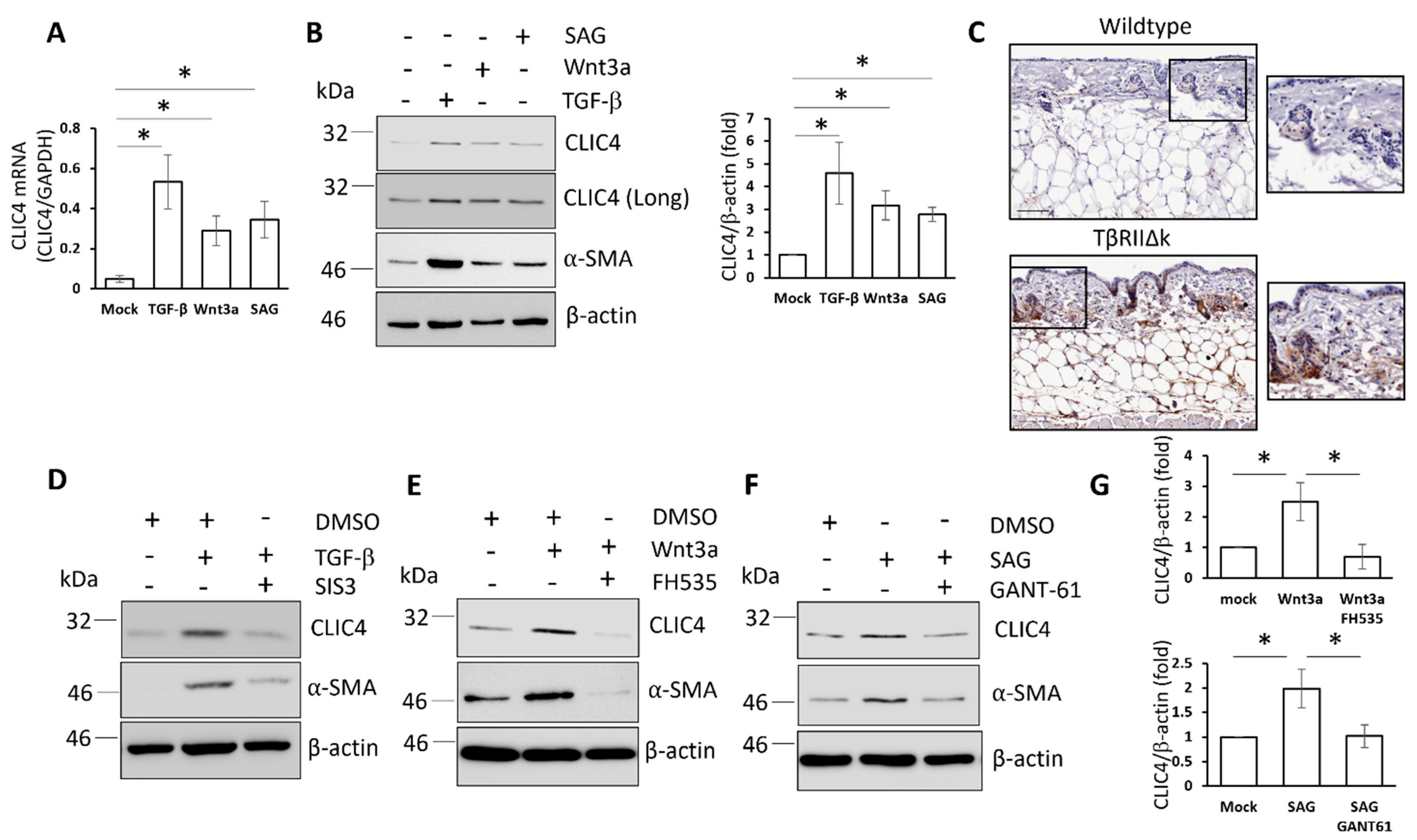 Cells 11 00530 g001 550