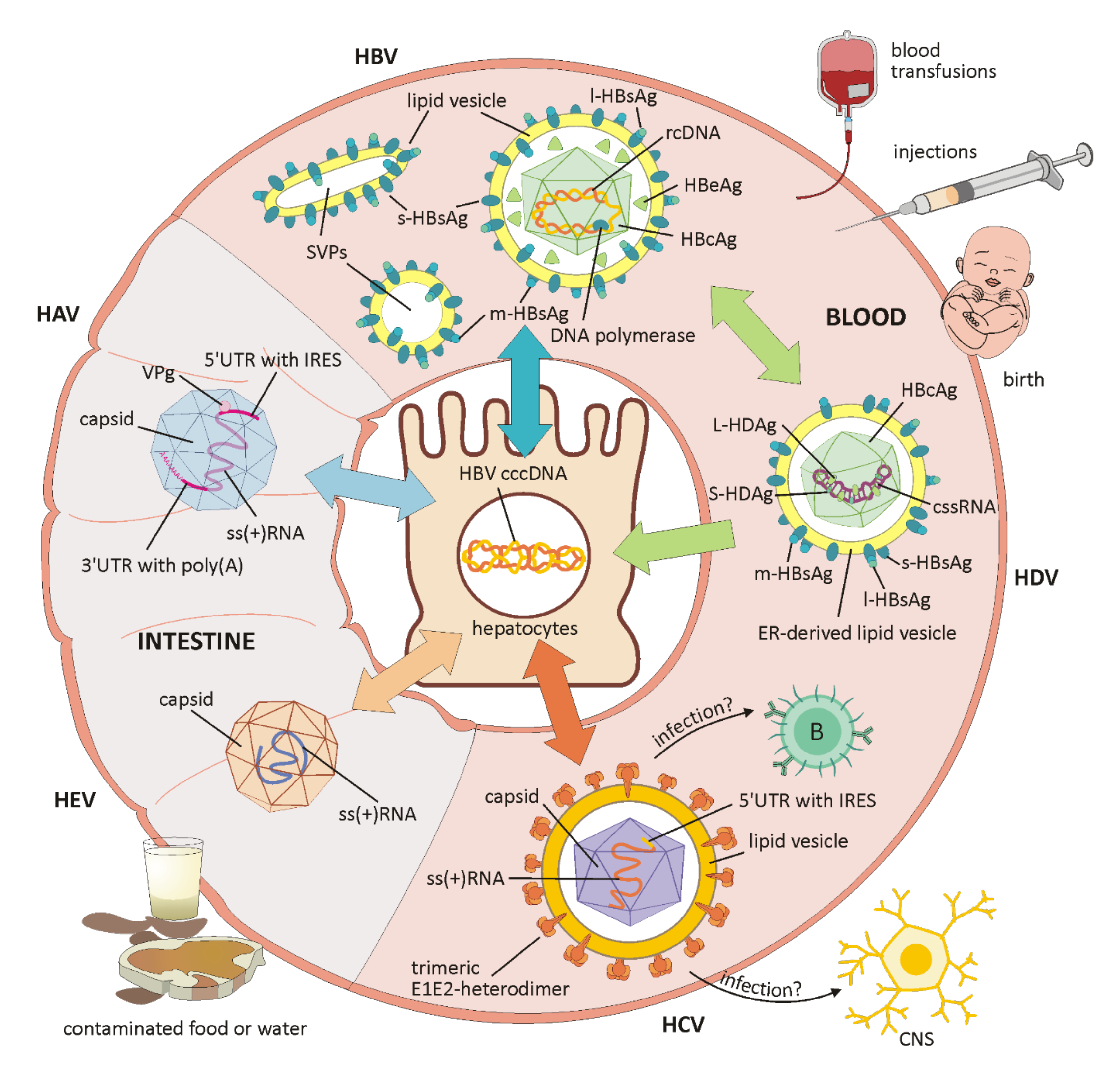 Cells Free Full Text The Translational Bridge Between Inflammation And Hepatocarcinogenesis Html