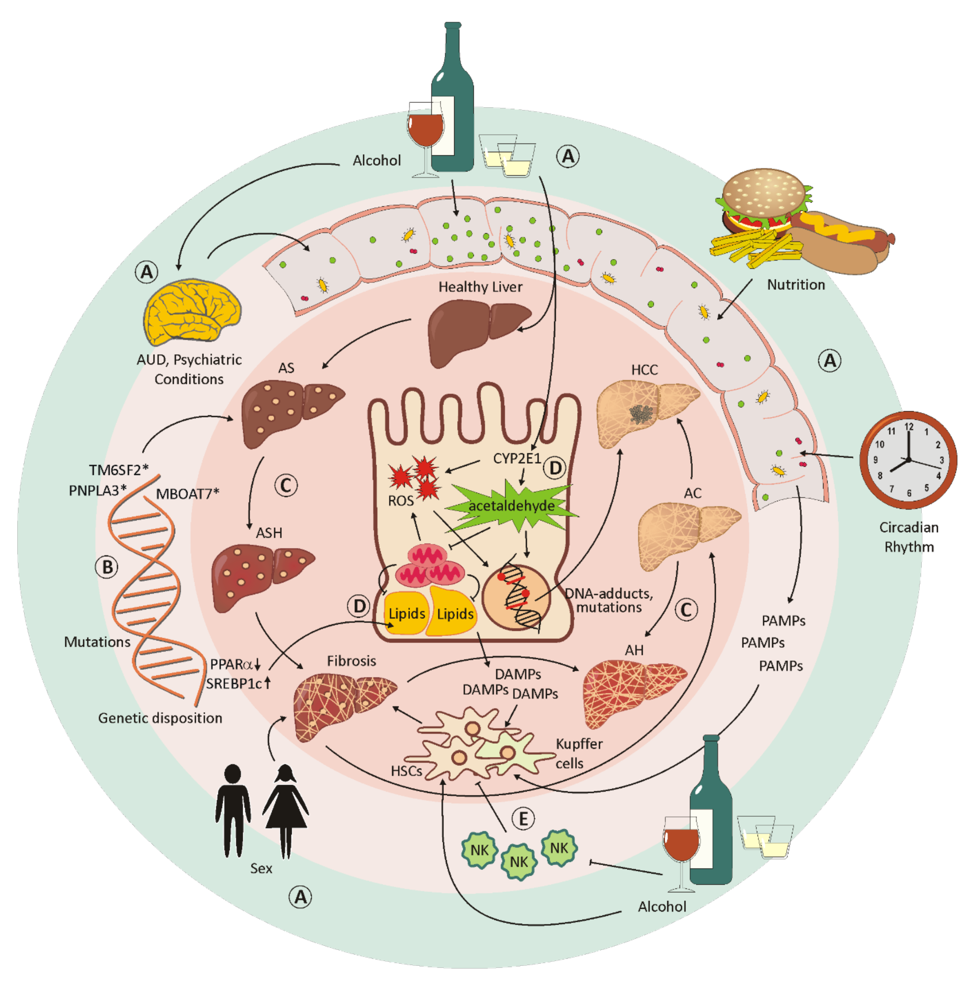 Cells 11 00533 g002 550