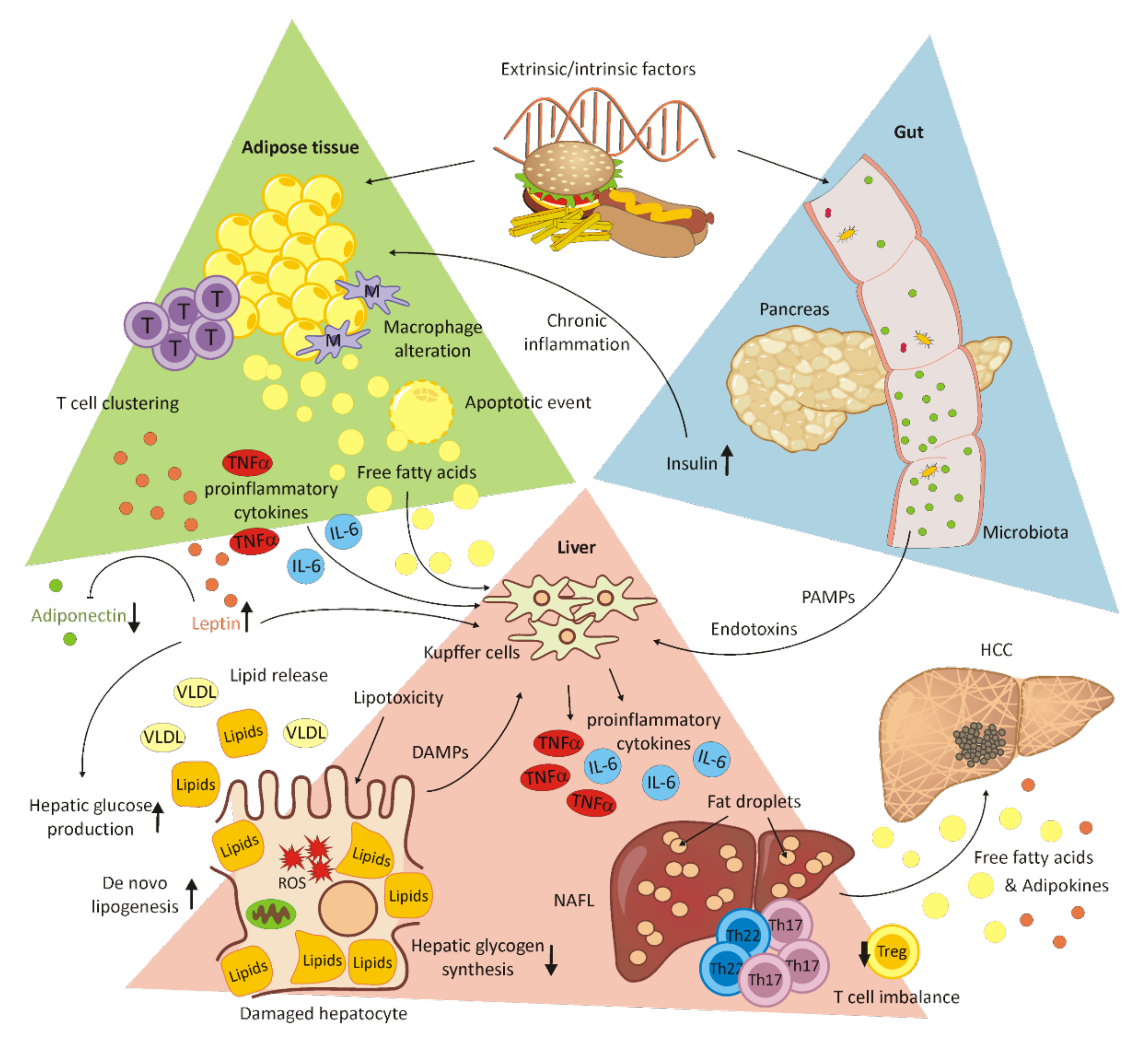 Cells 11 00533 g003 550