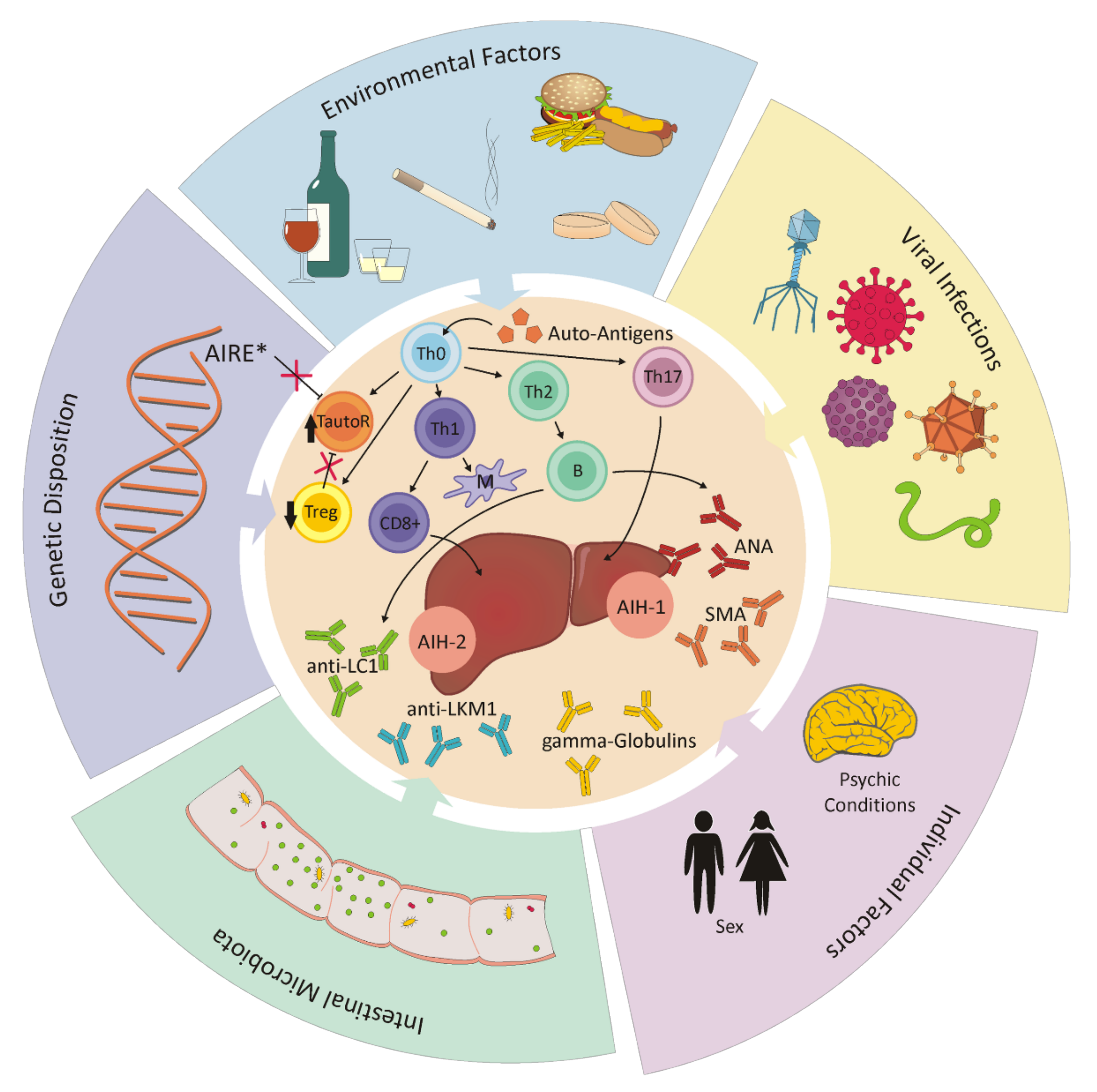 Cells Free Full Text The Translational Bridge Between Inflammation And Hepatocarcinogenesis Html