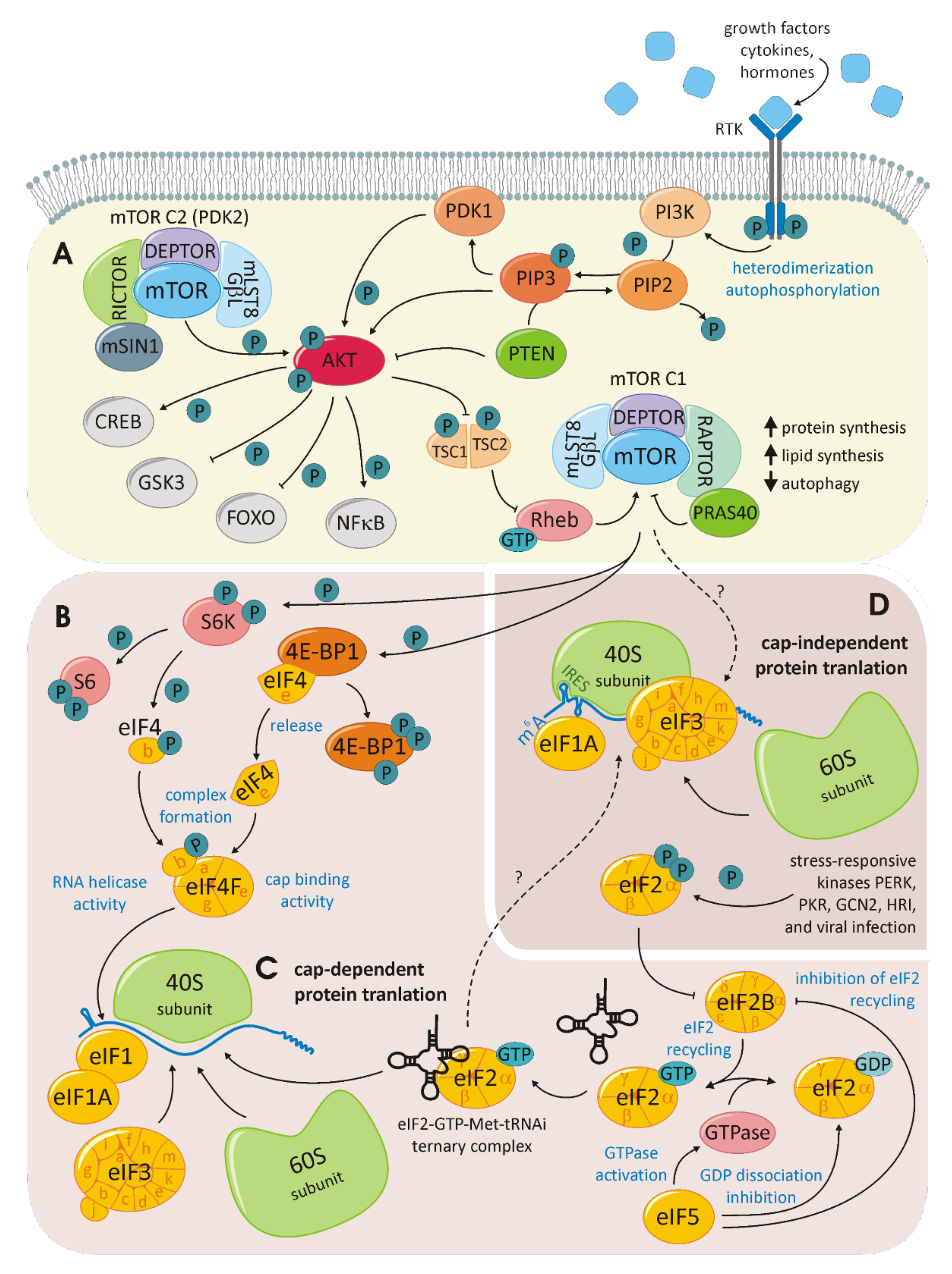 Cells 11 00533 g005 550