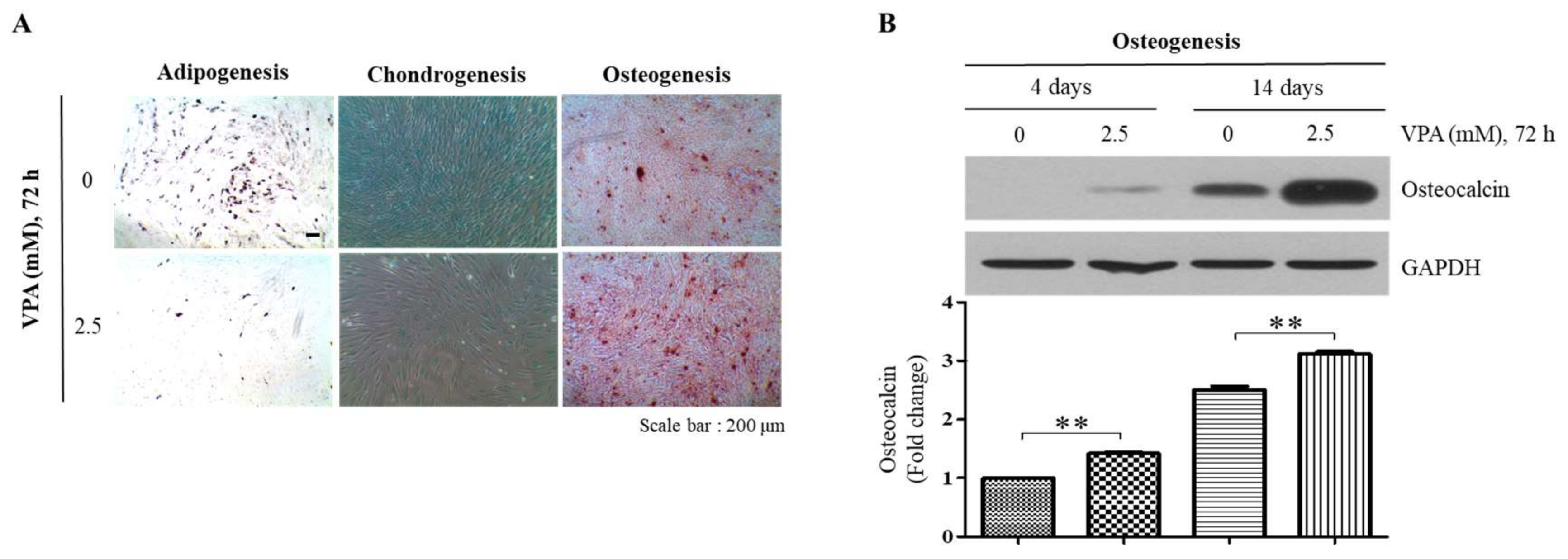 Cells 11 00534 g003 Cells 11 00534 g003