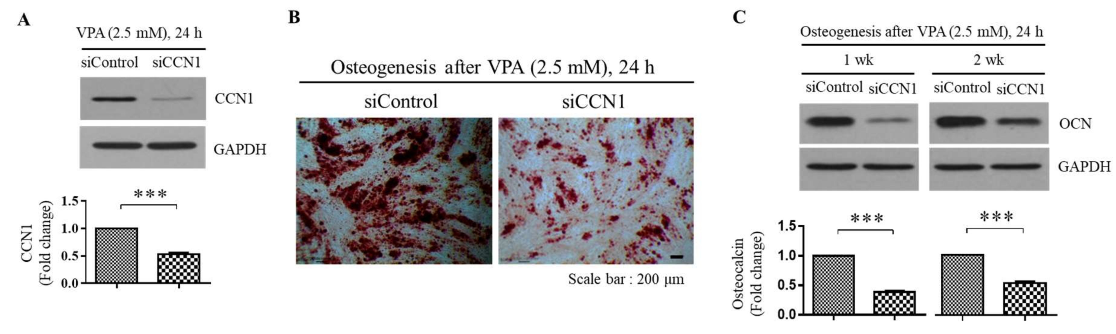 Cells 11 00534 g005 Cells 11 00534 g005