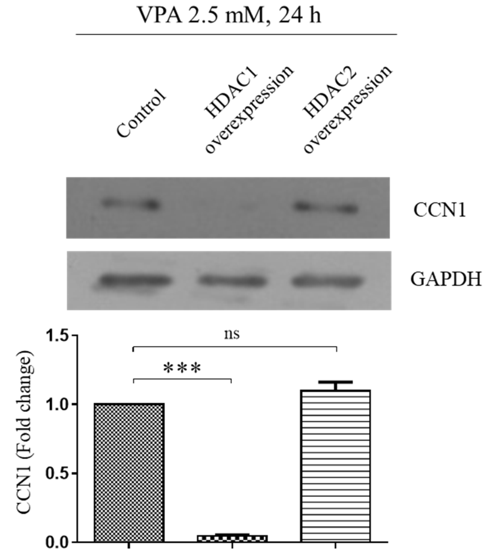 Cells 11 00534 g007 Cells 11 00534 g007