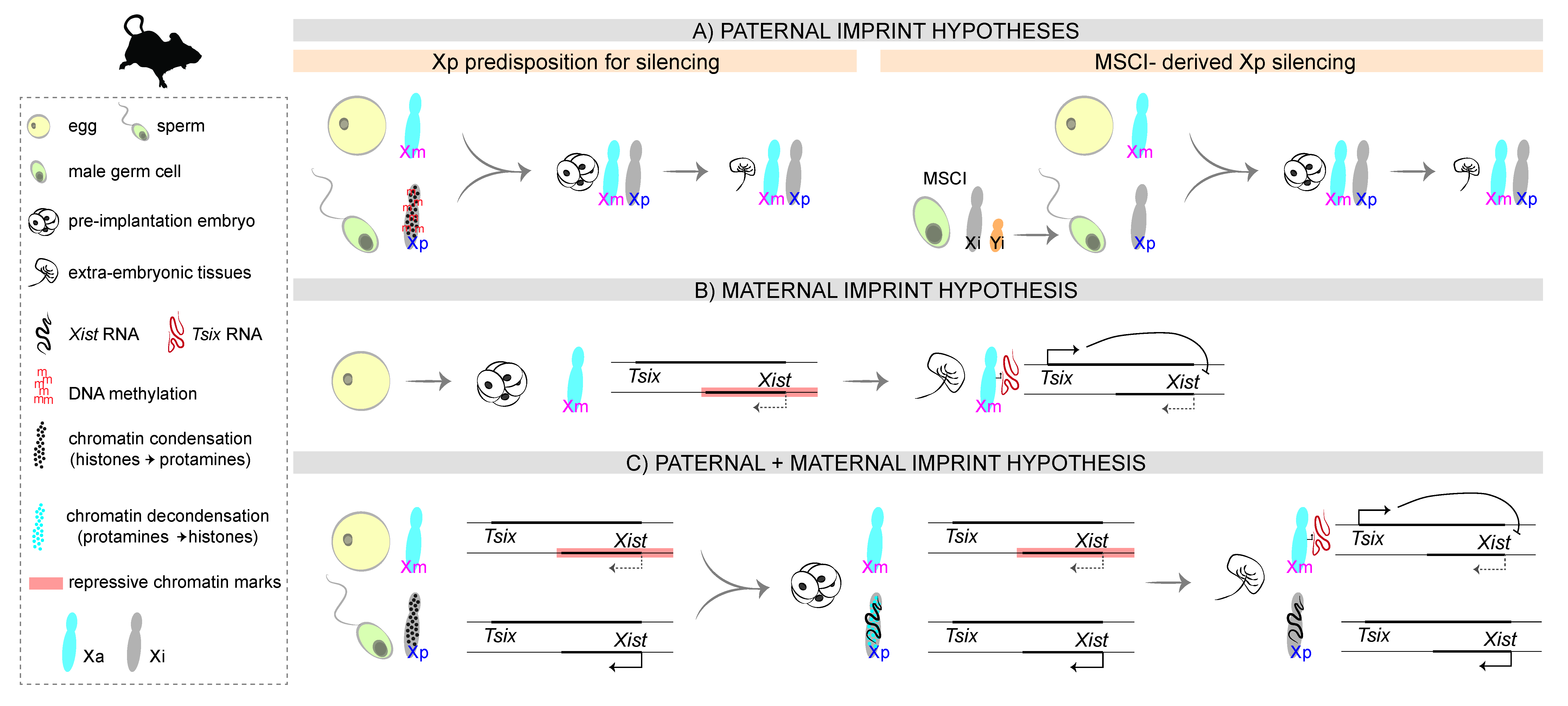 Cells 11 00535 g002 Cells 11 00535 g002