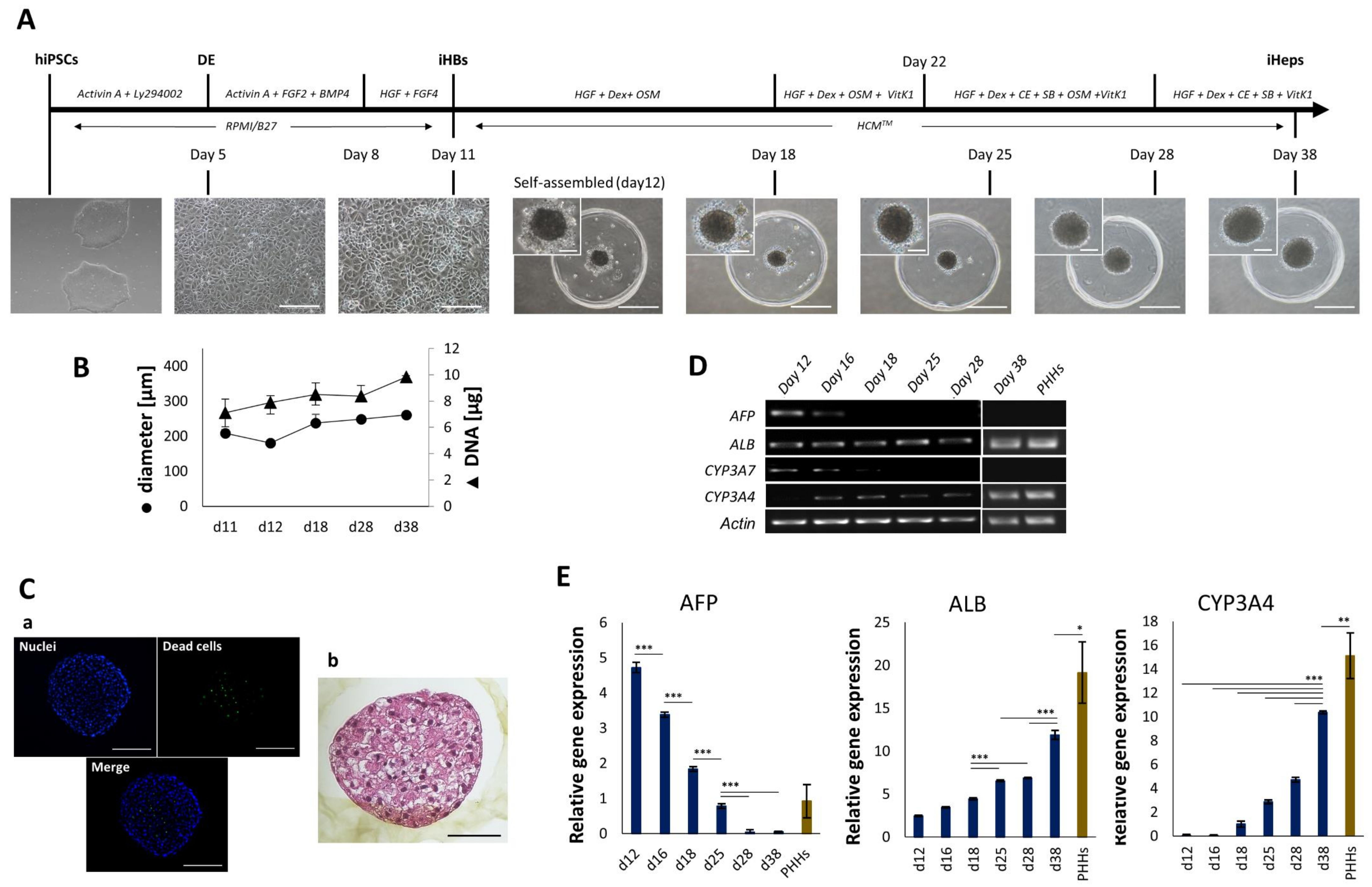 Cells 11 00537 g001 Cells 11 00537 g001