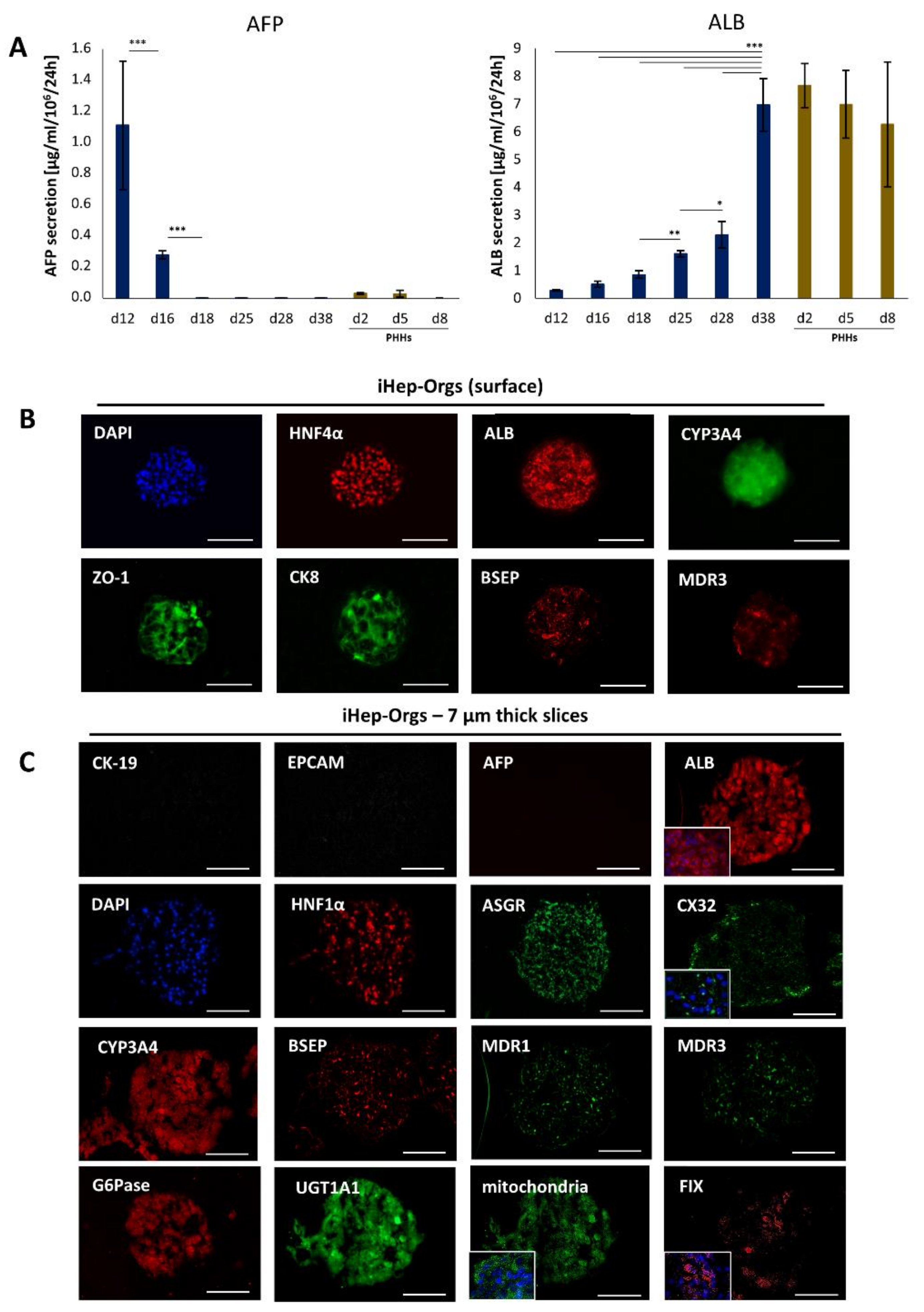 Cells 11 00537 g002 Cells 11 00537 g002