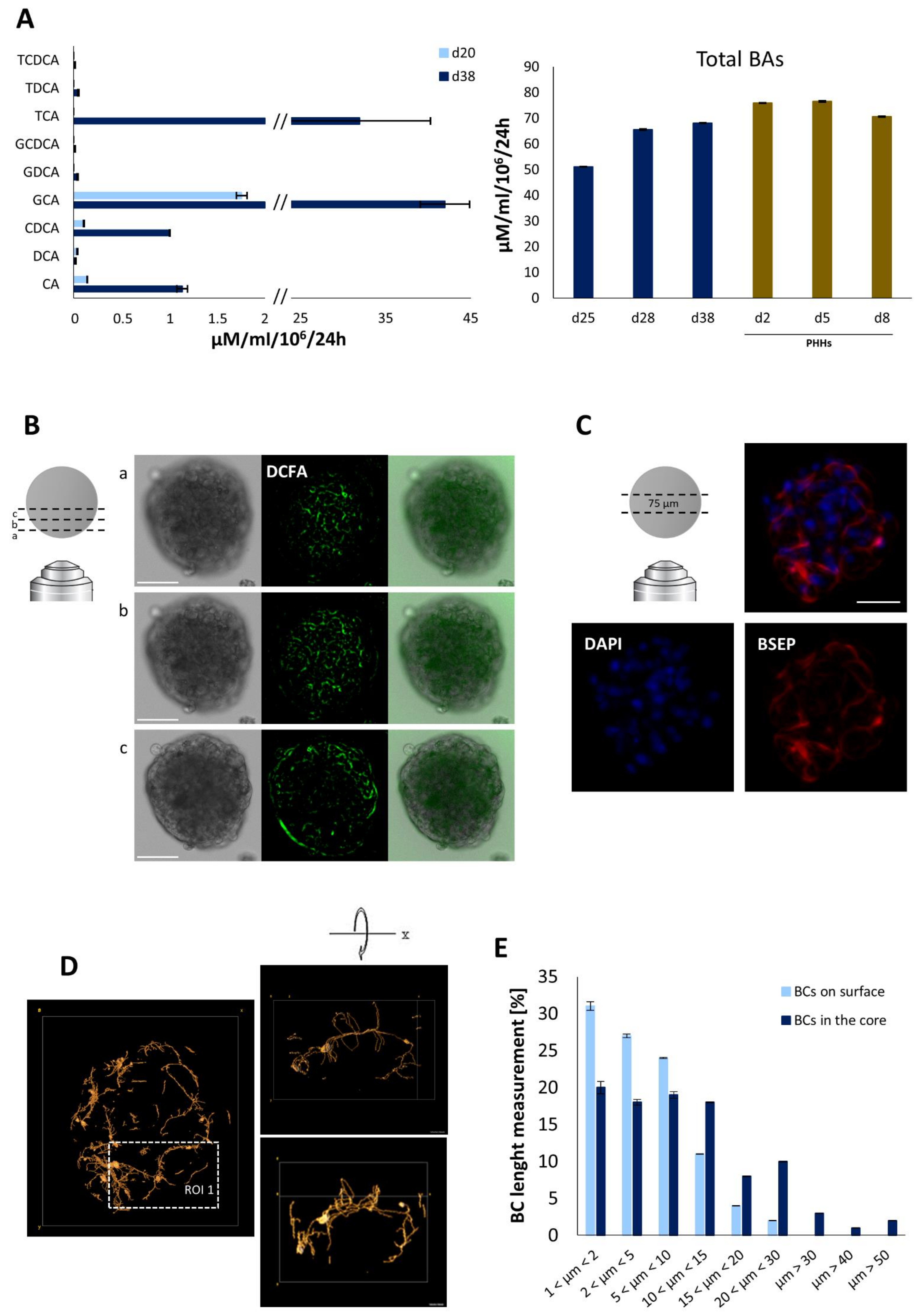 Cells 11 00537 g003 Cells 11 00537 g003