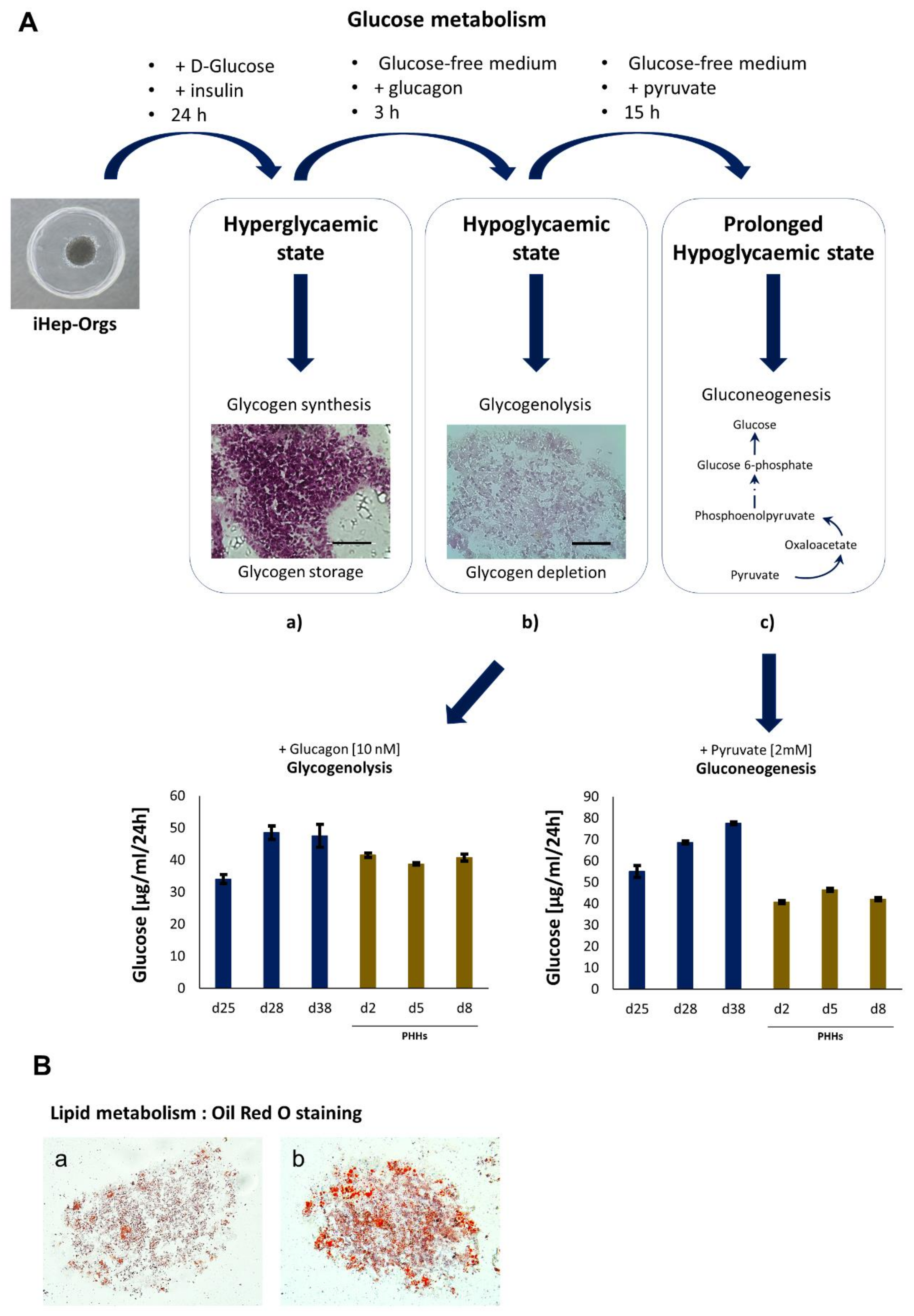 Cells 11 00537 g005 Cells 11 00537 g005