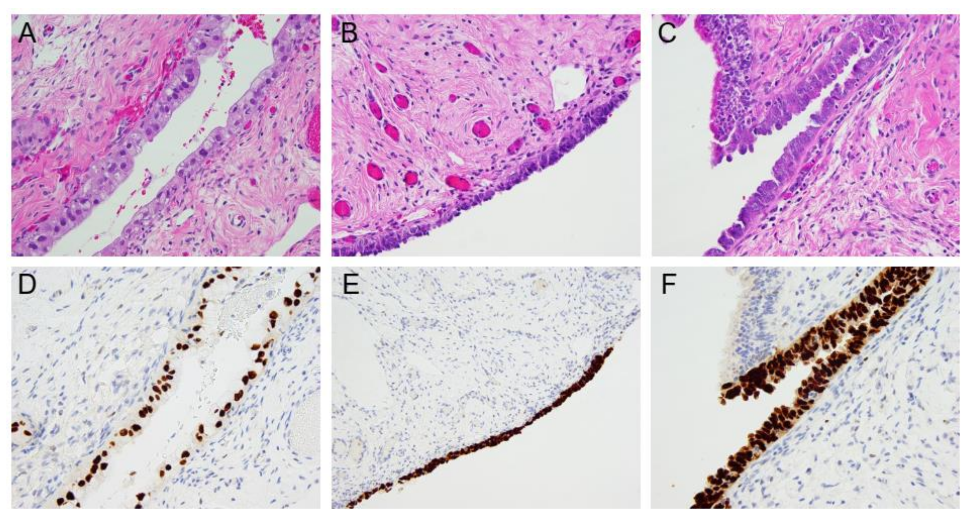 Cells 11 00539 g002 Cells 11 00539 g002