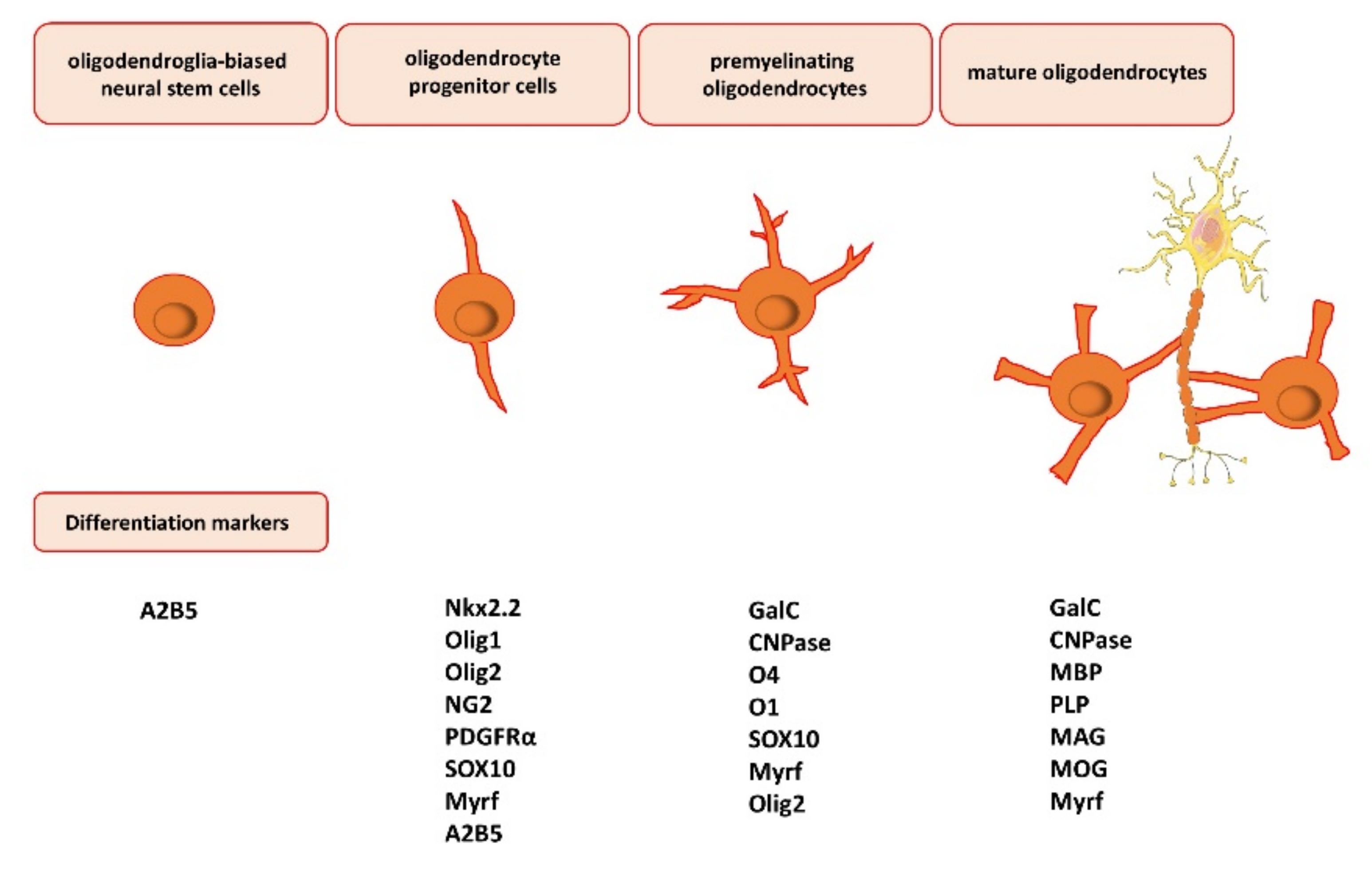 Cells 11 00540 g001 Cells 11 00540 g001