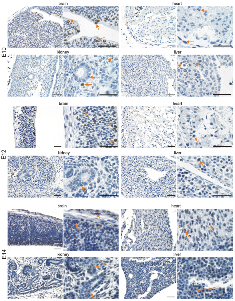 Cells 11 00541 g003 550