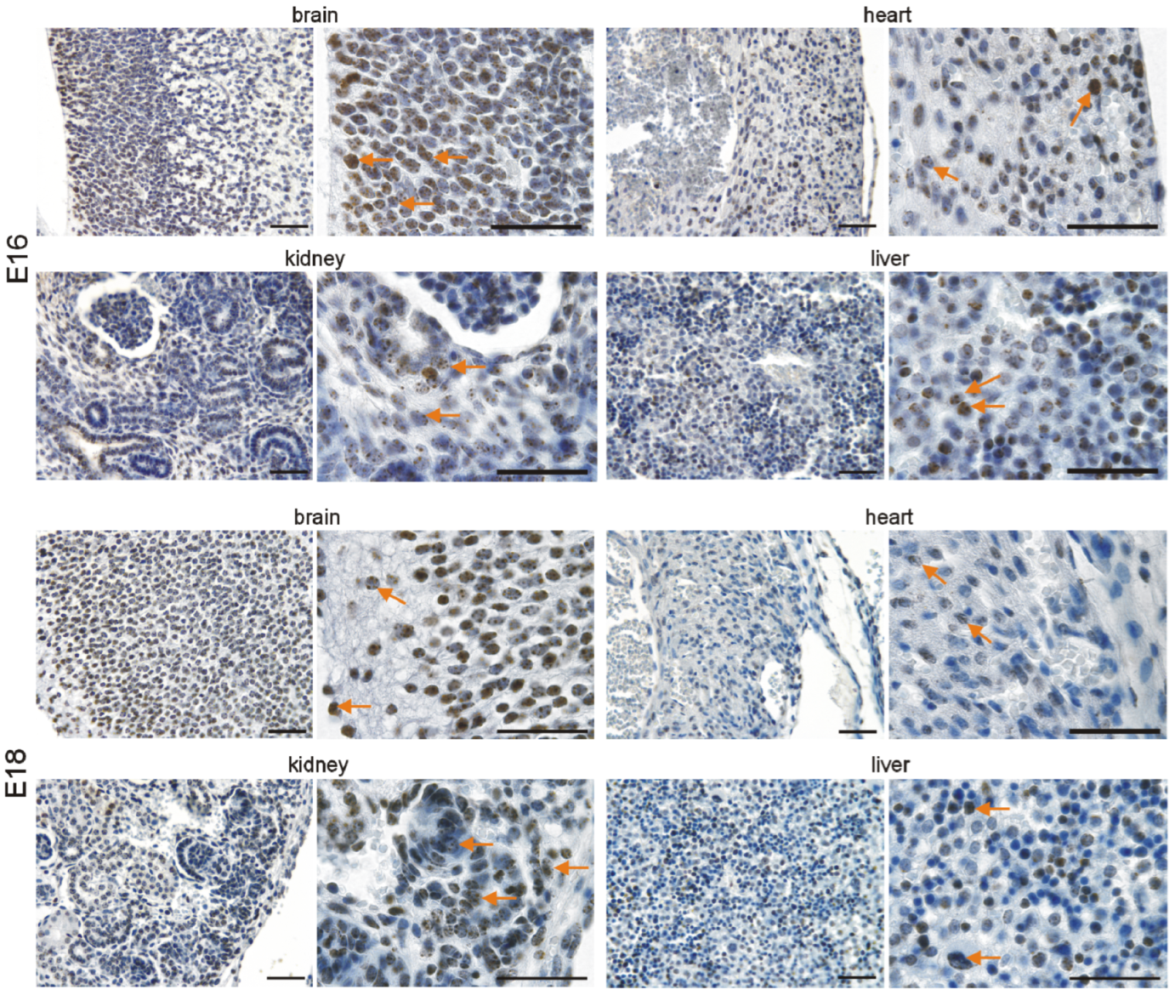 Cells 11 00541 g004 550