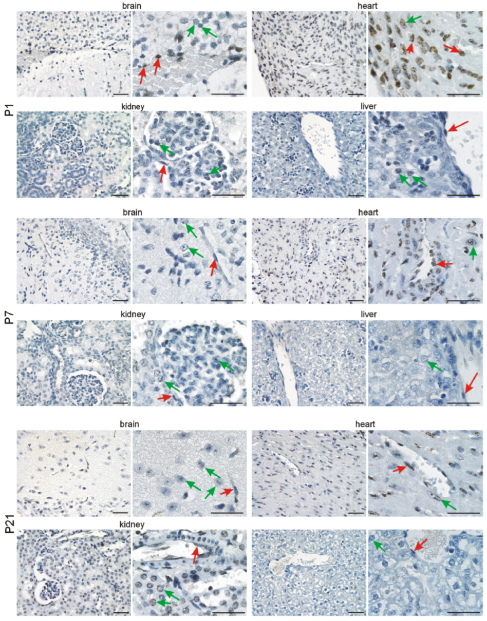 Cells 11 00541 g005 550