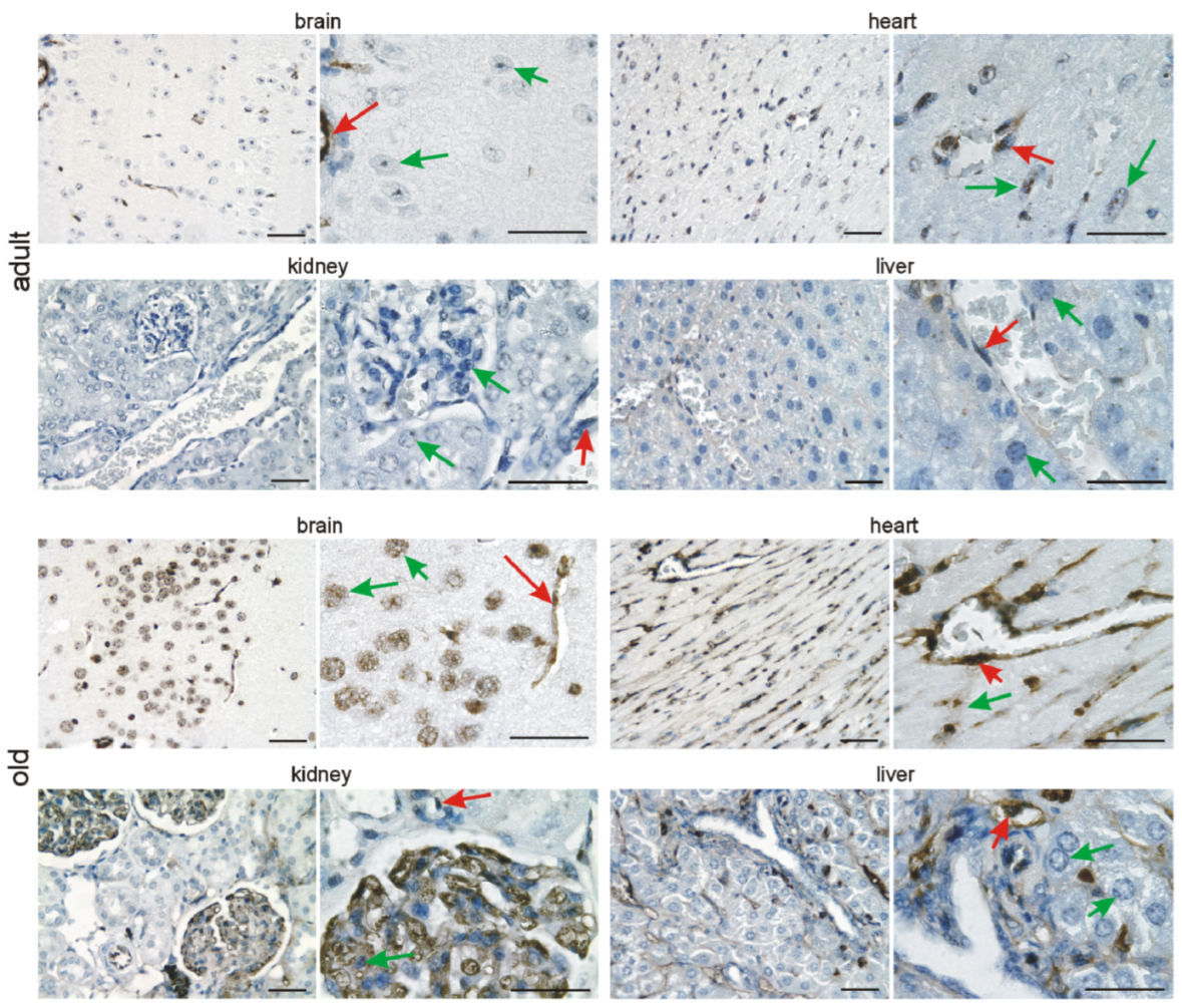 Cells 11 00541 g006 550