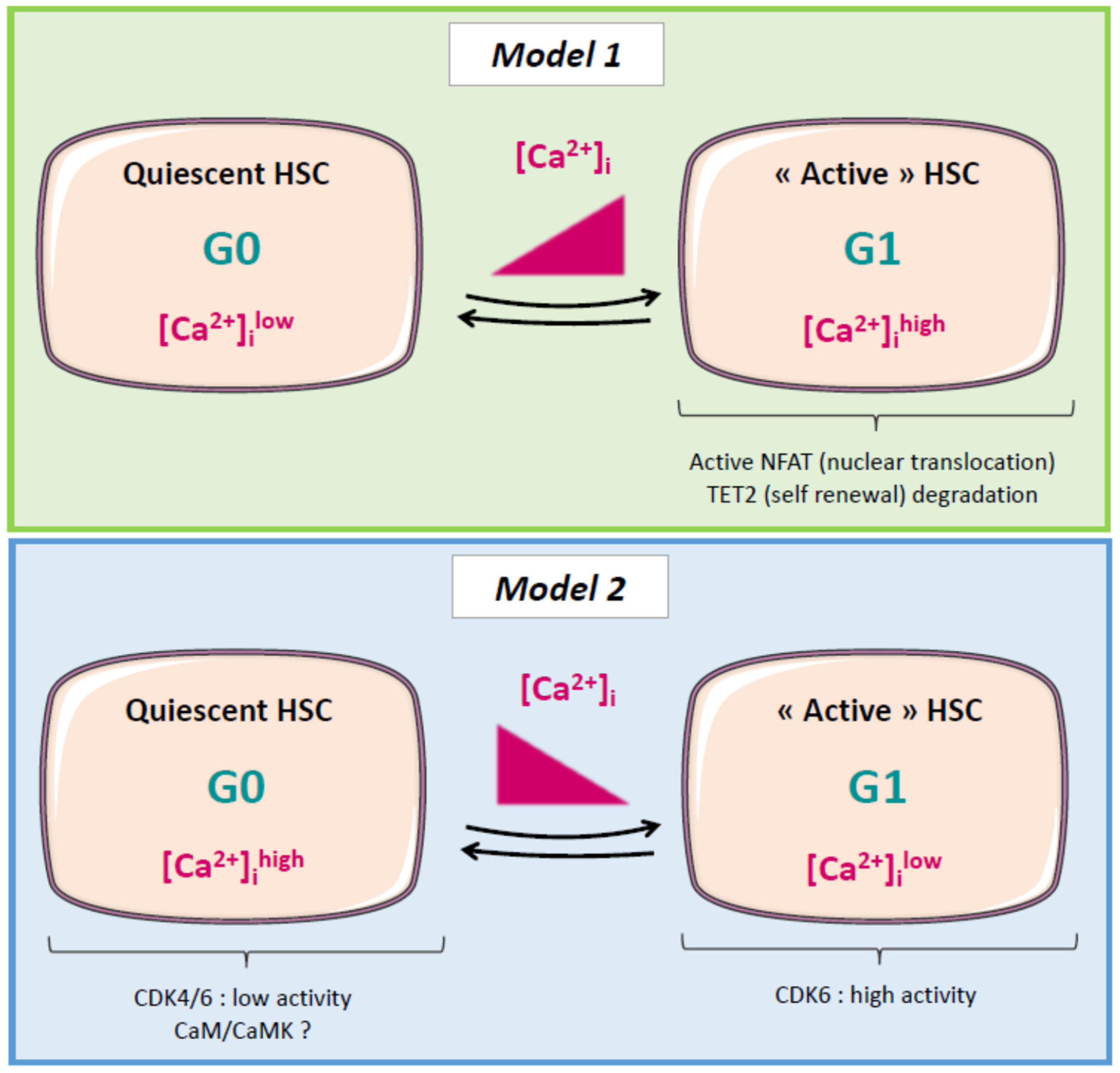 Cells 11 00543 g001 Cells 11 00543 g001