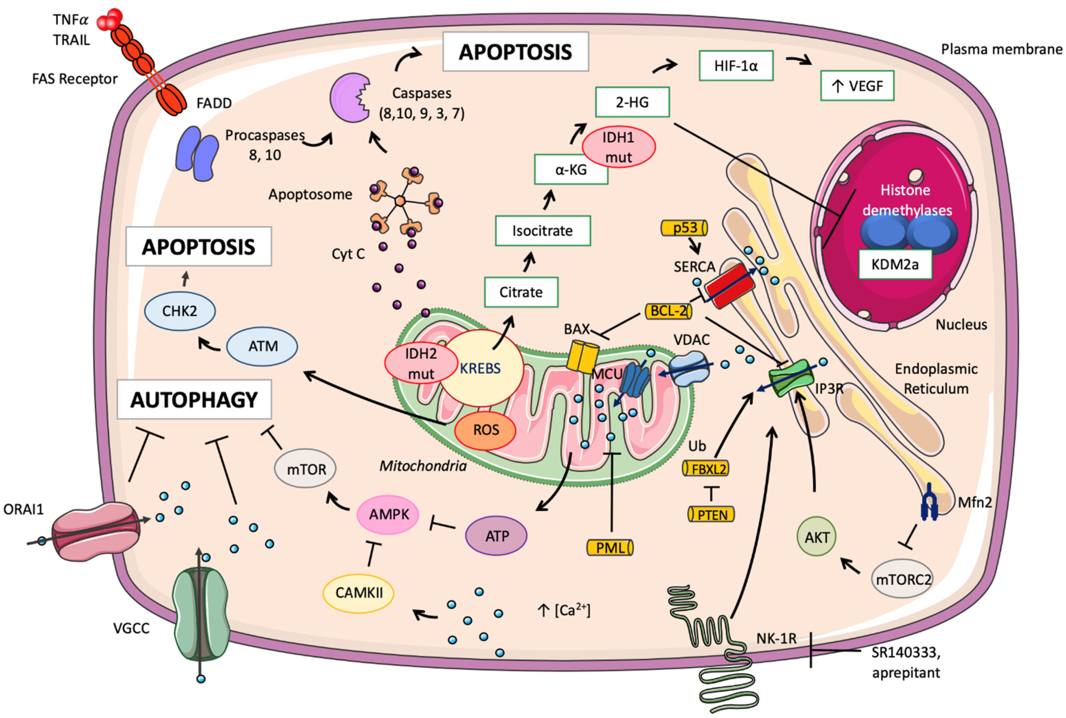 Cells 11 00543 g003 Cells 11 00543 g003