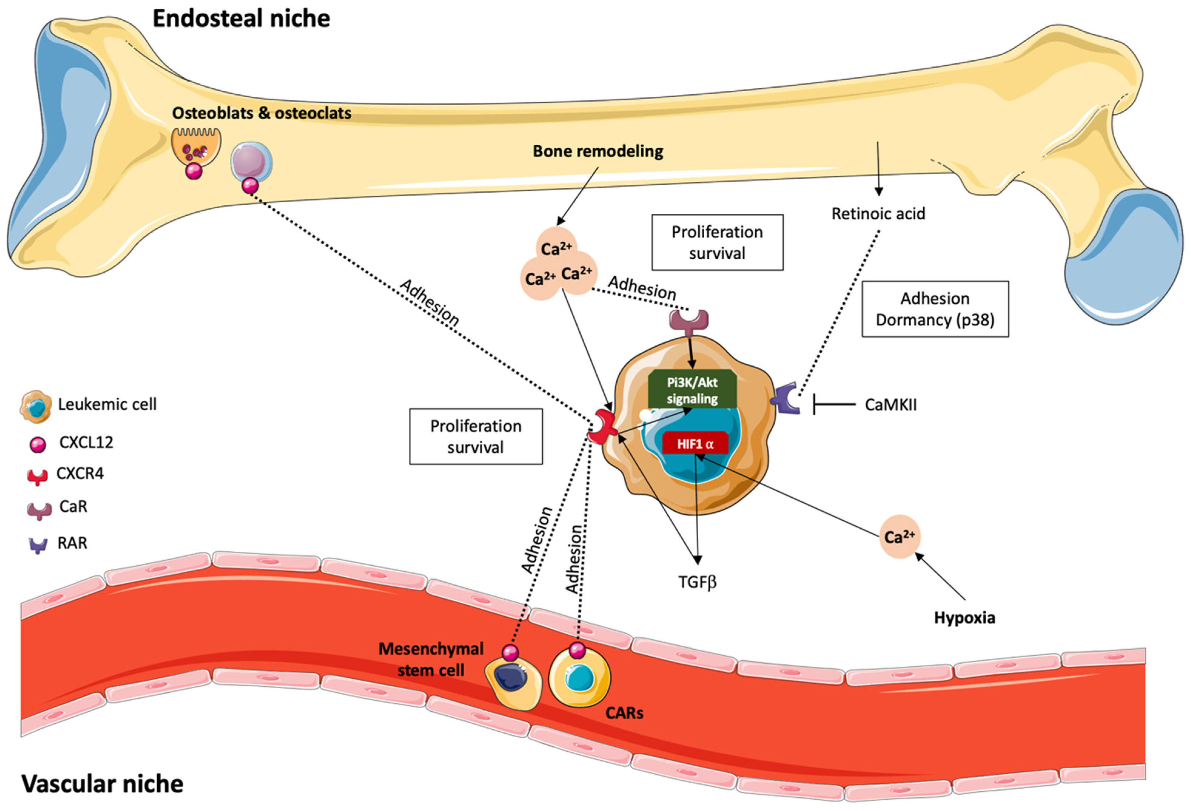 Cells 11 00543 g004 Cells 11 00543 g004