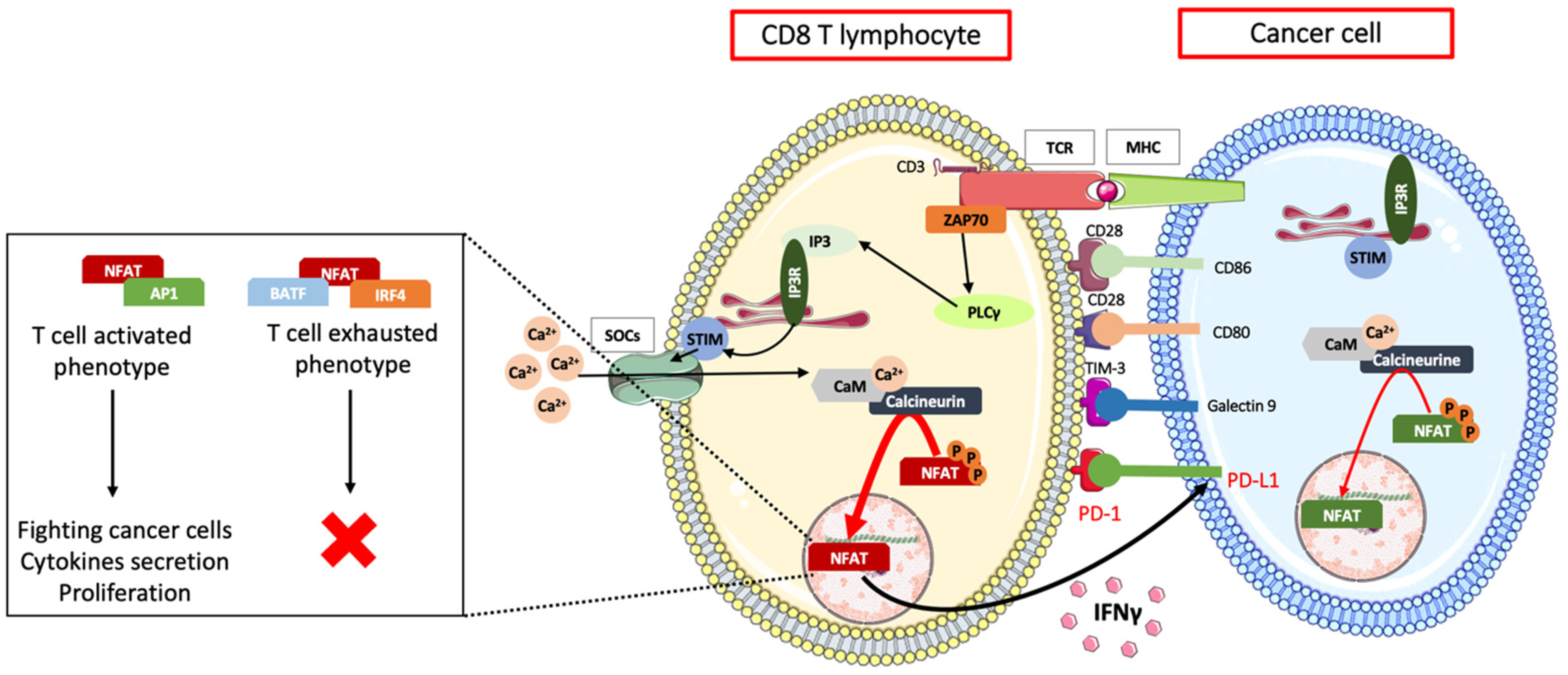 Cells 11 00543 g005 Cells 11 00543 g005
