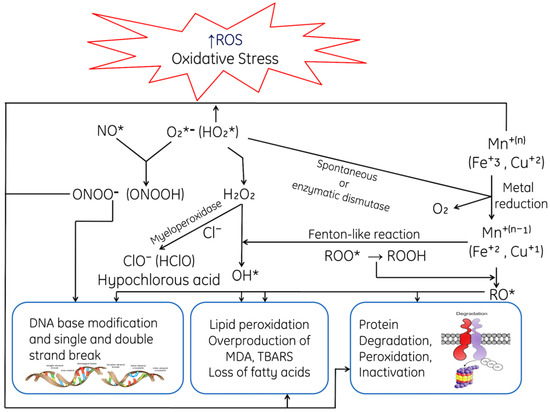 Oxidative Stress in Human Pathology and Aging: Molecular Mechanisms and ...