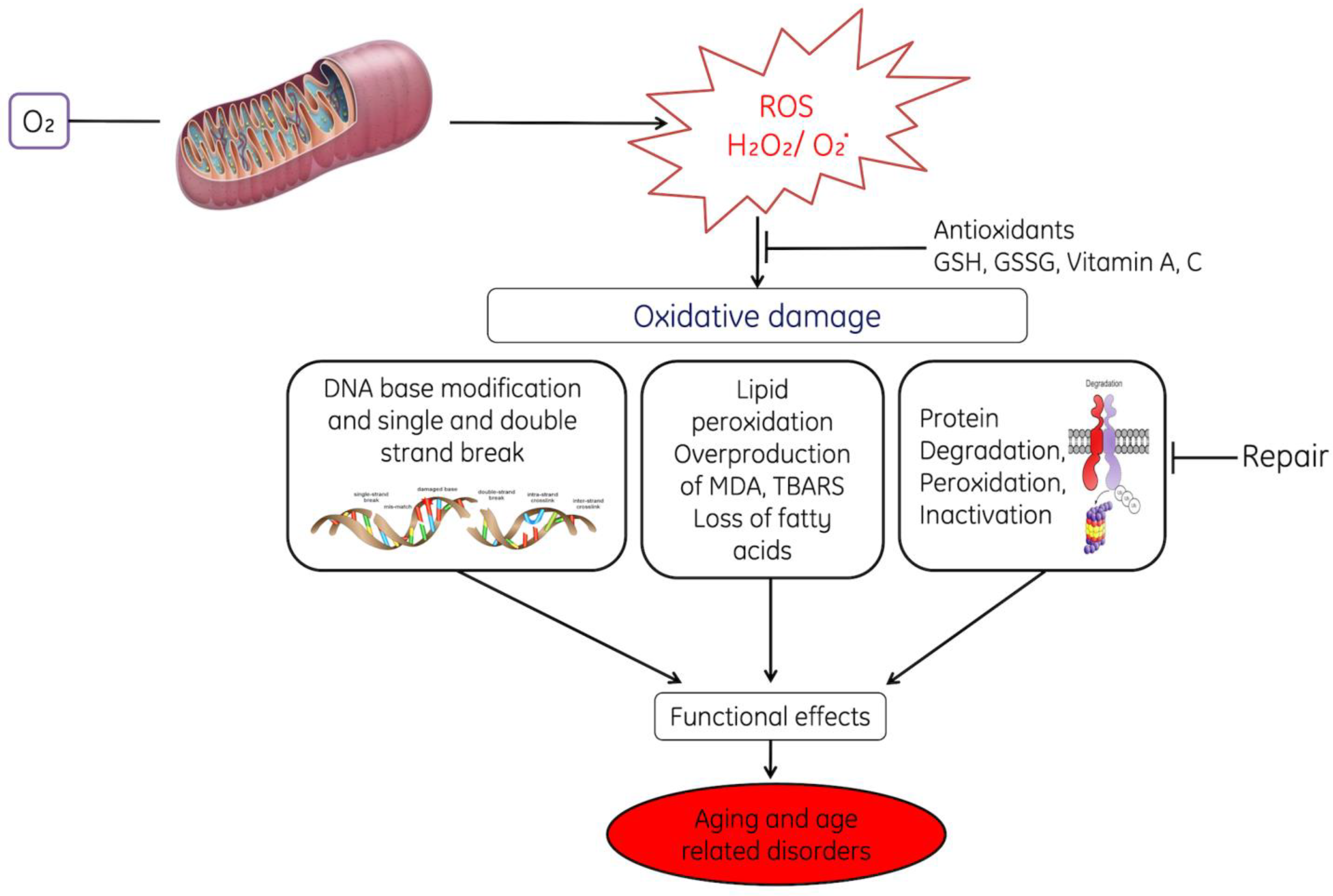 Oxidative Stress in Human Pathology and Aging ... Biology Diagrams