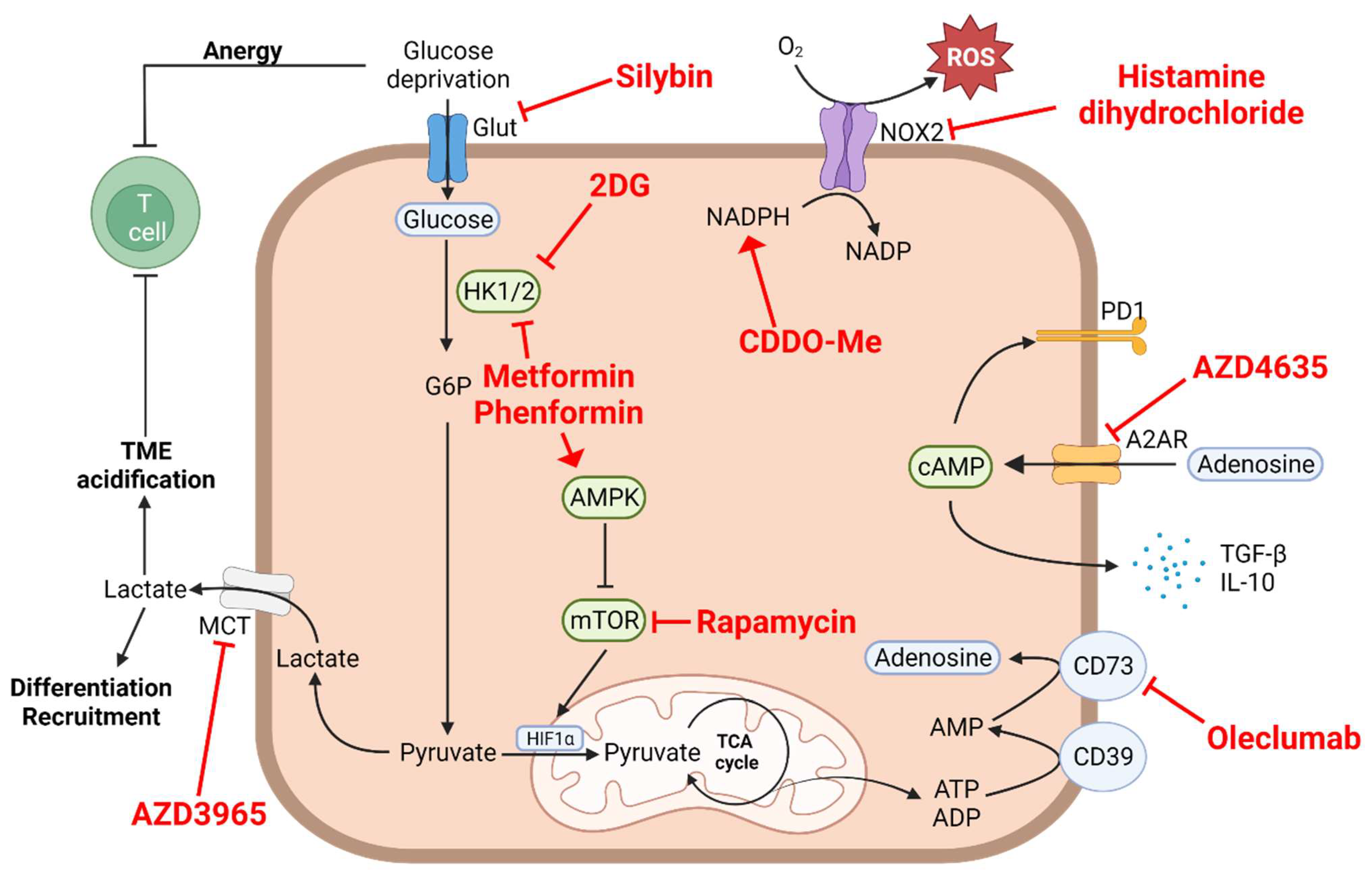 Cells Free Full-Text Influence of the Metabolism on Myeloid Cell Functions in Cancers Clinical Perspectives Porn Photo