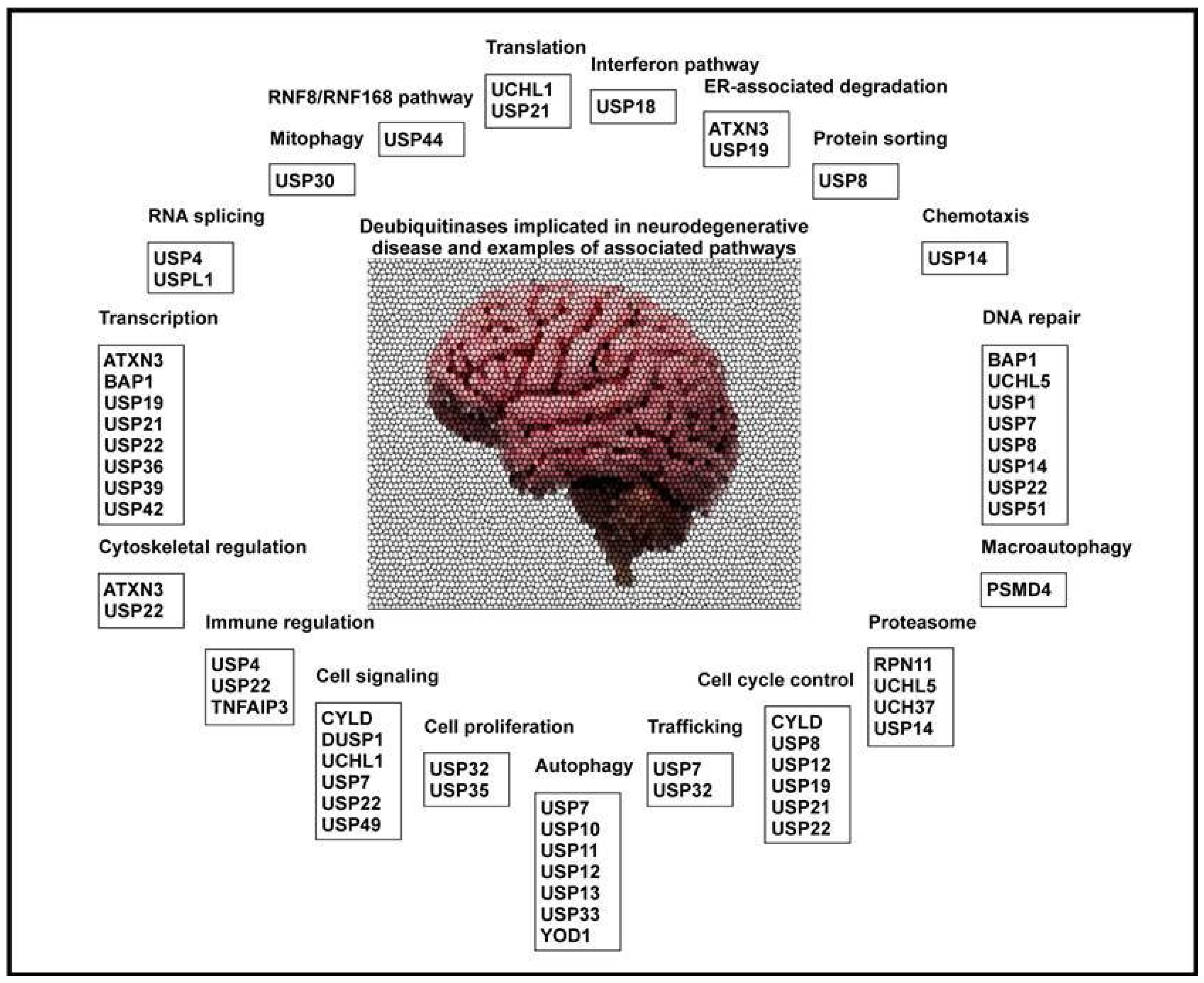 Cells 11 00556 g002 Cells 11 00556 g002