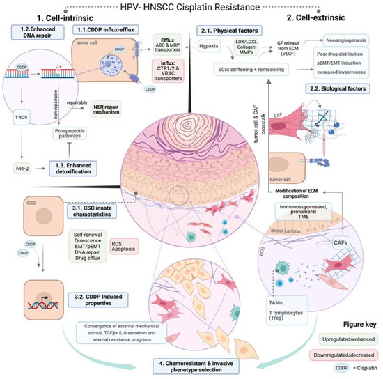 Mechanisms of Cisplatin Resistance in HPV Negative Head and Neck ...