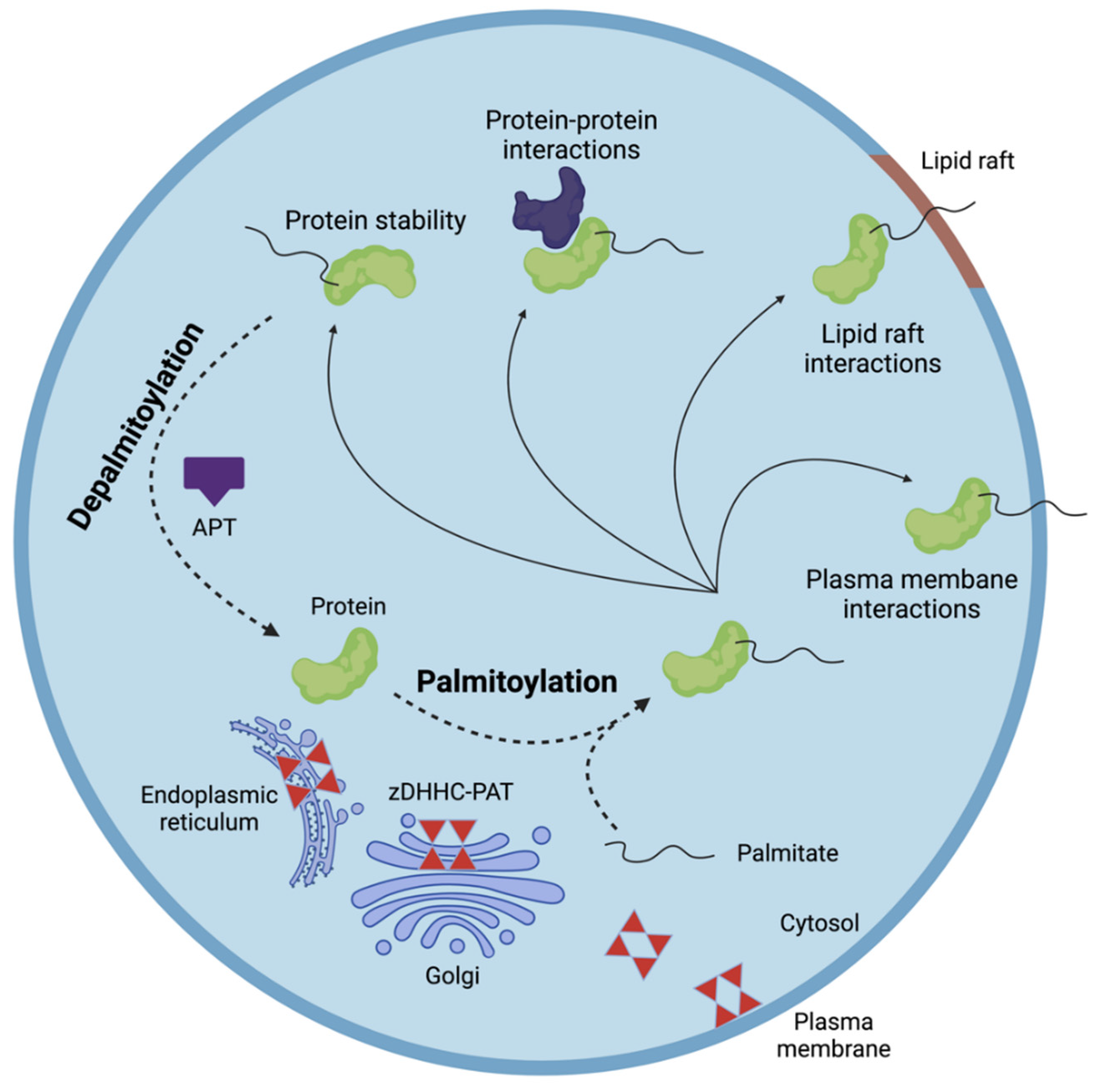 Protein Lipidation: Occurrence, Mechanisms, Biological Functions, and  Enabling Technologies