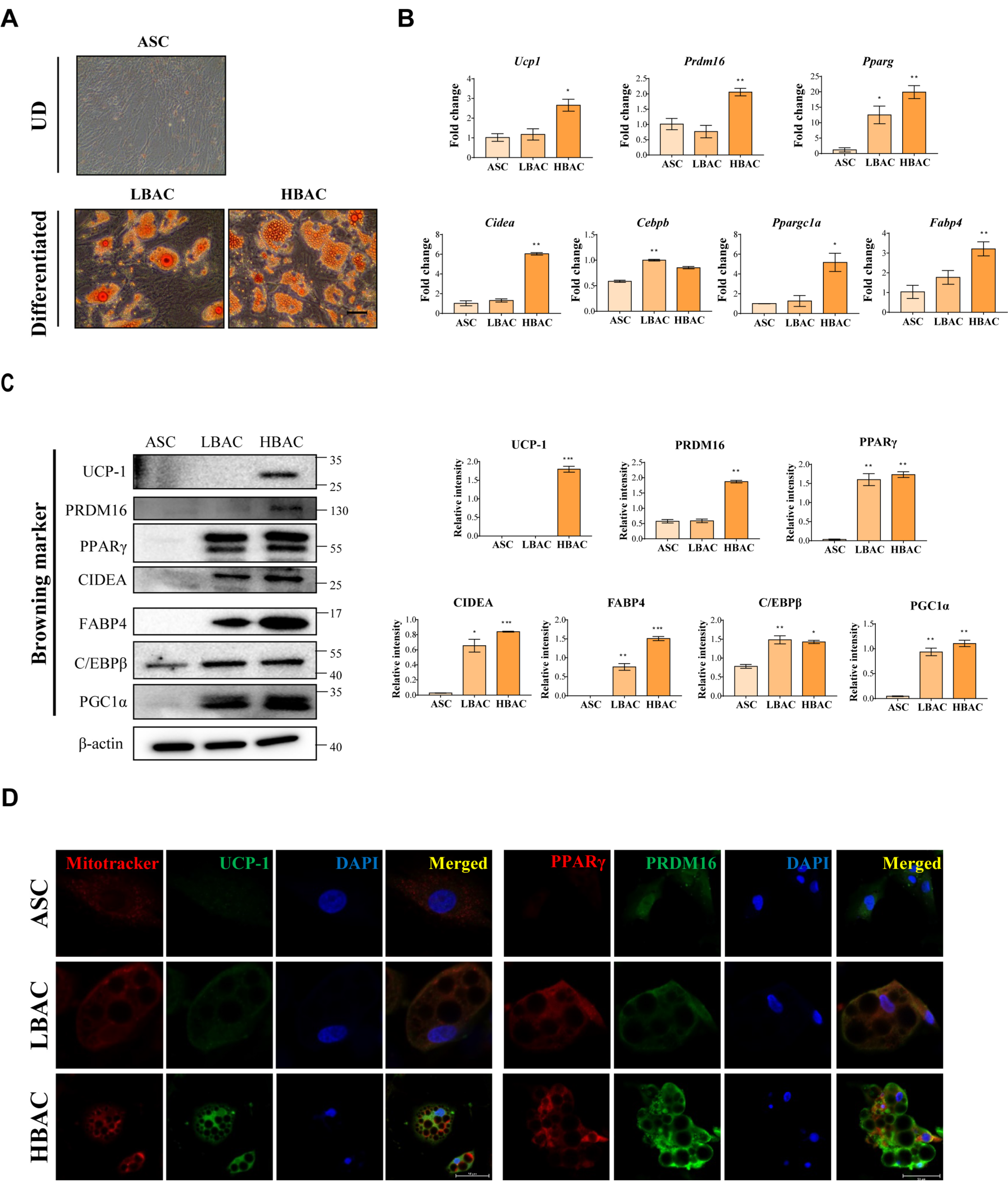 Cells 11 00567 g002 550