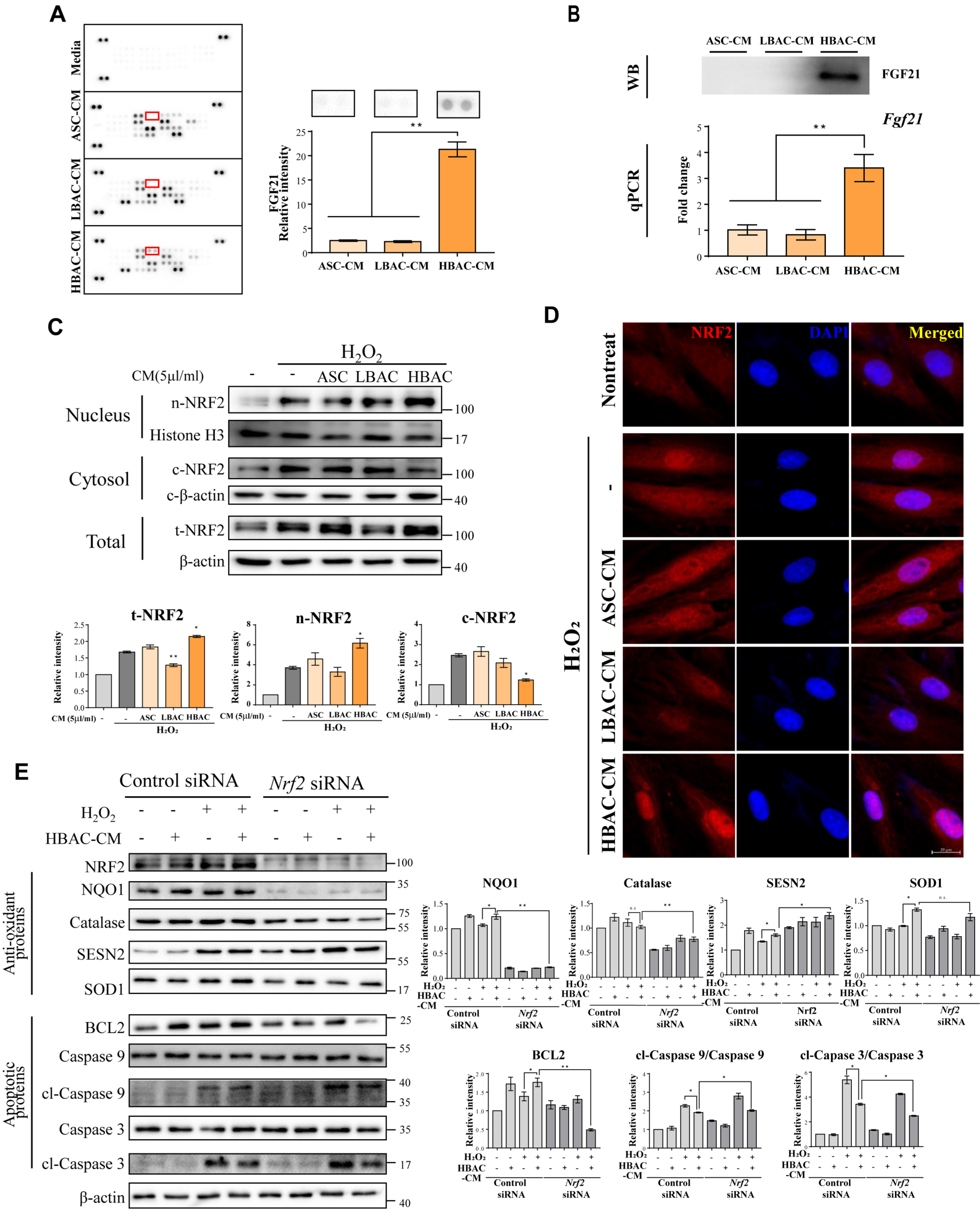 Cells 11 00567 g005 550